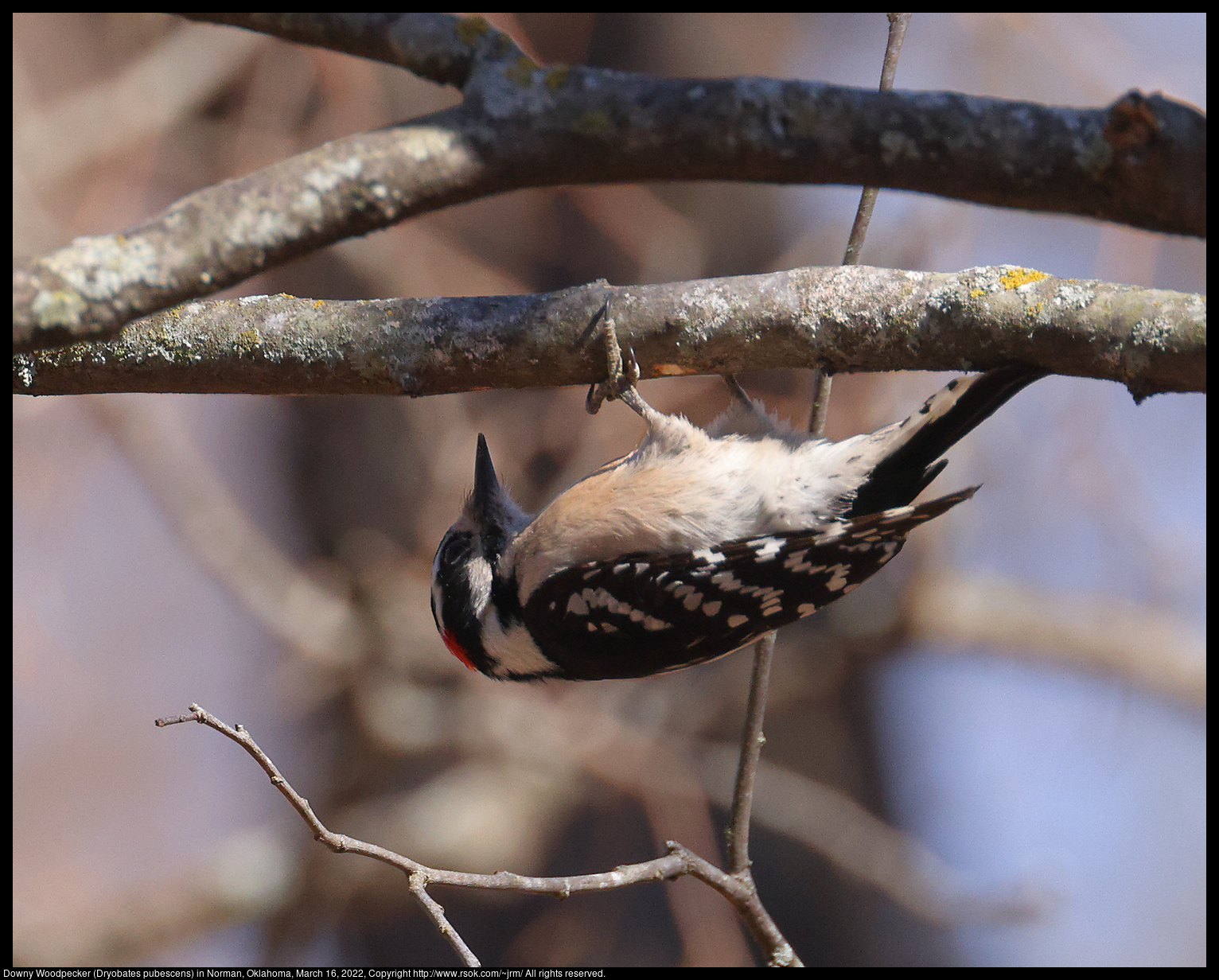 Downy Woodpecker (Dryobates pubescens) in Norman, Oklahoma, March 16, 2022