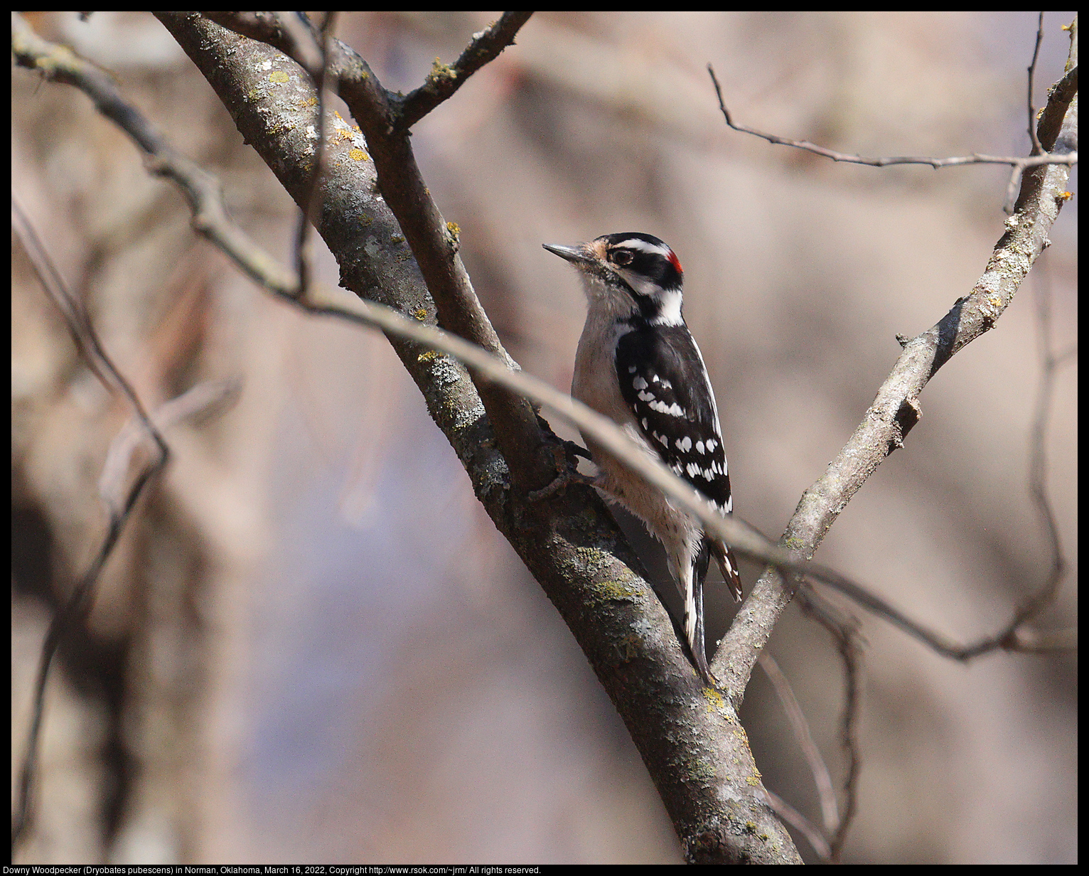 Downy Woodpecker (Dryobates pubescens) in Norman, Oklahoma, March 16, 2022