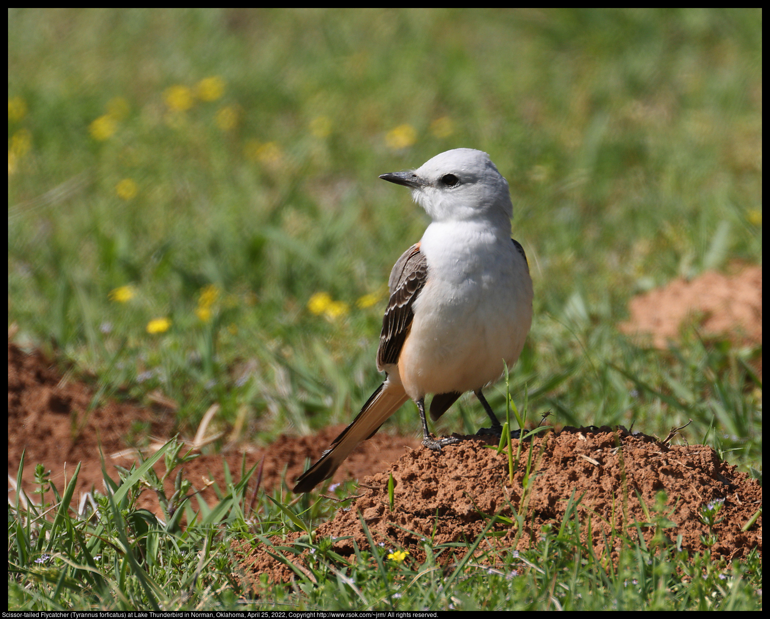 Scissor-tailed Flycatcher (Tyrannus forficatus) at Lake Thunderbird in Norman, Oklahoma, April 25, 2022