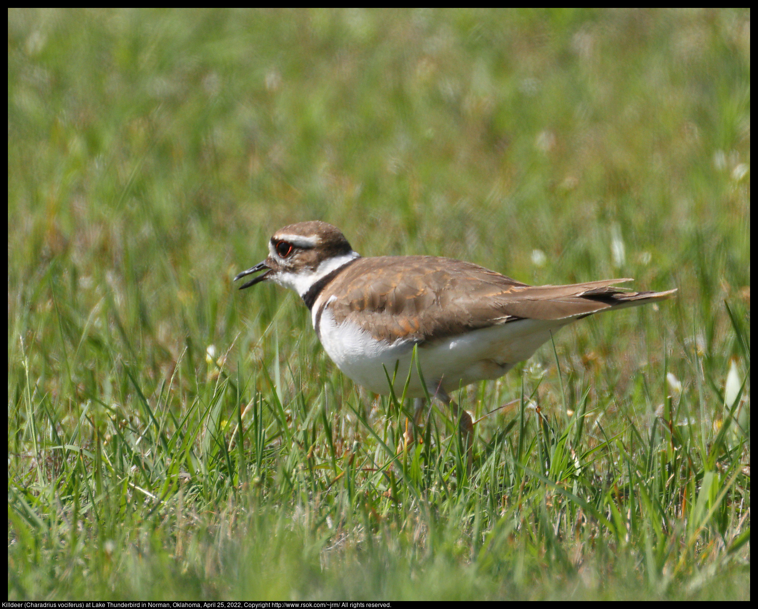 Killdeer (Charadrius vociferus) at Lake Thunderbird in Norman, Oklahoma, April 25, 2022