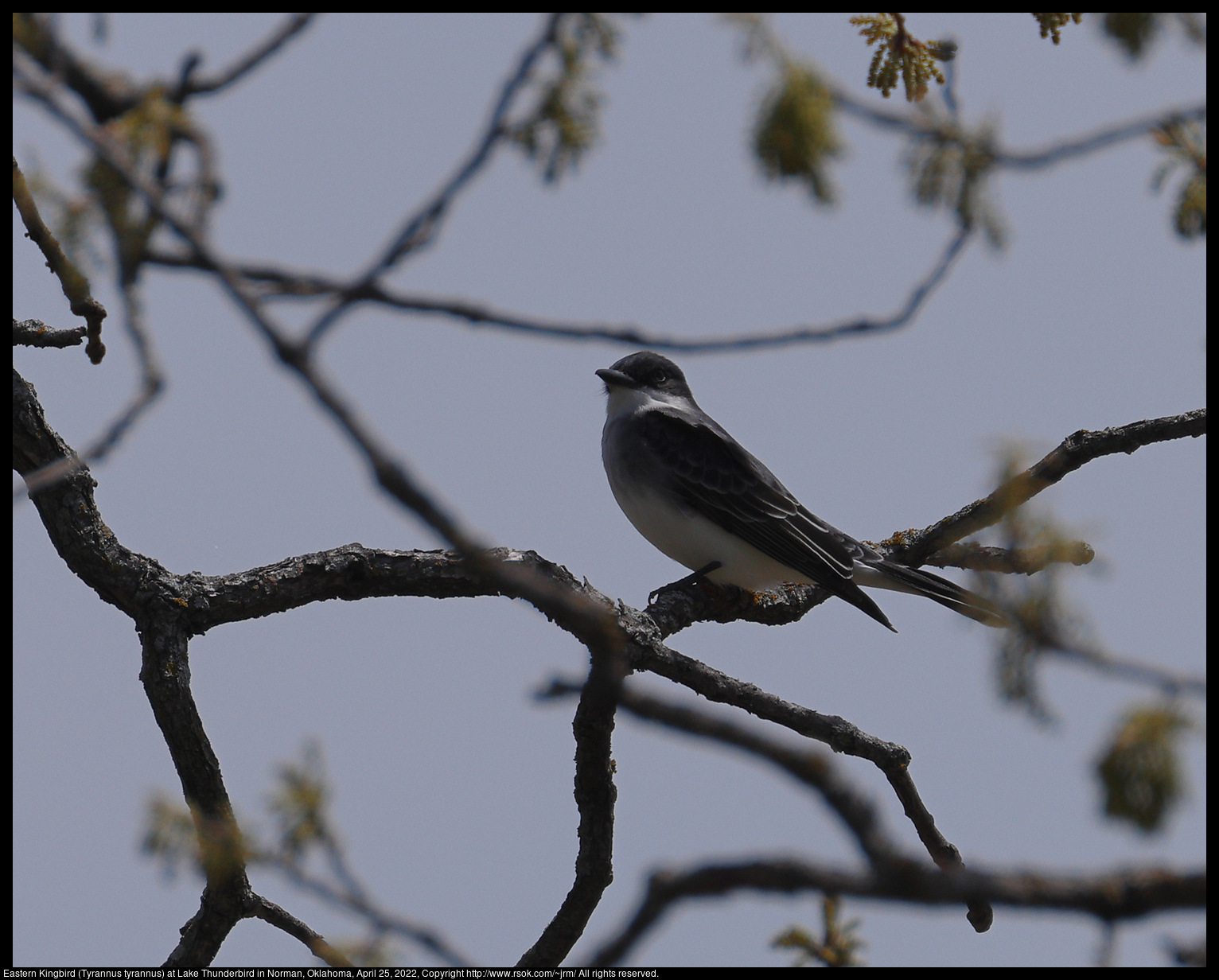 Eastern Kingbird (Tyrannus tyrannus) at Lake Thunderbird in Norman, Oklahoma, April 25, 2022