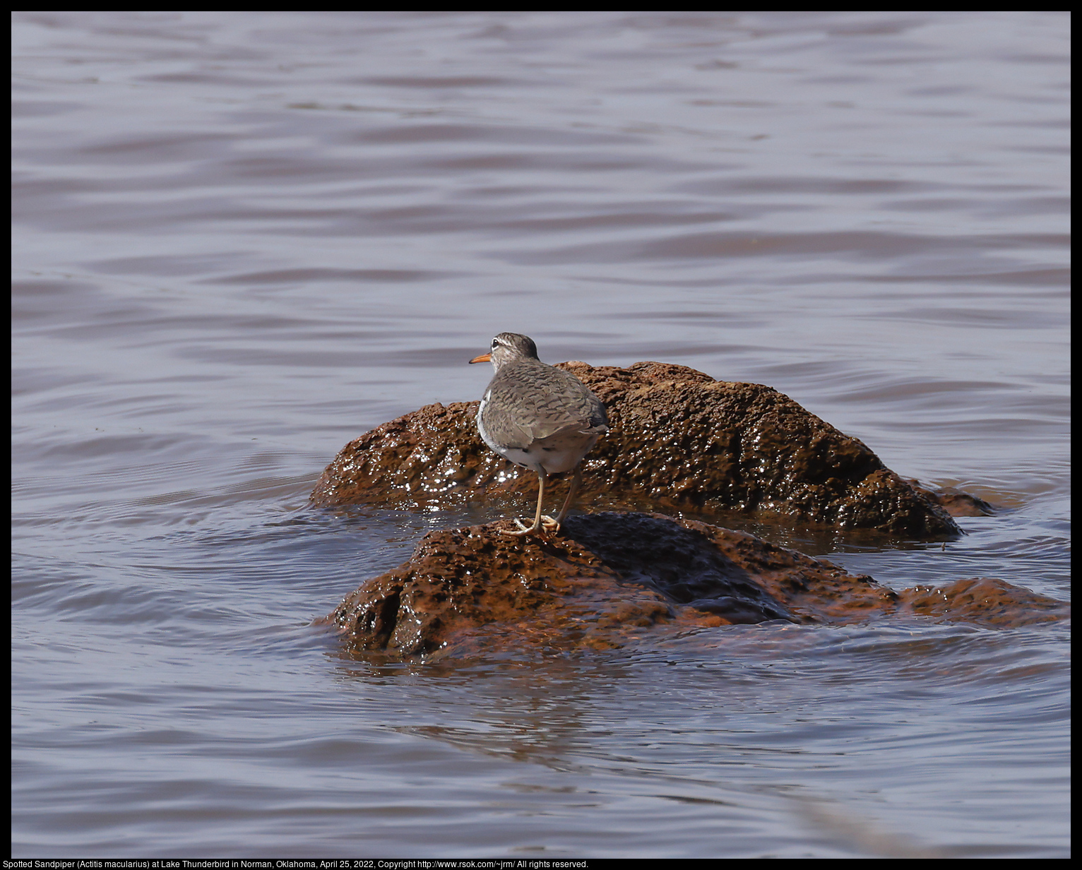 Spotted Sandpiper (Actitis macularius) at Lake Thunderbird in Norman, Oklahoma, April 25, 2022