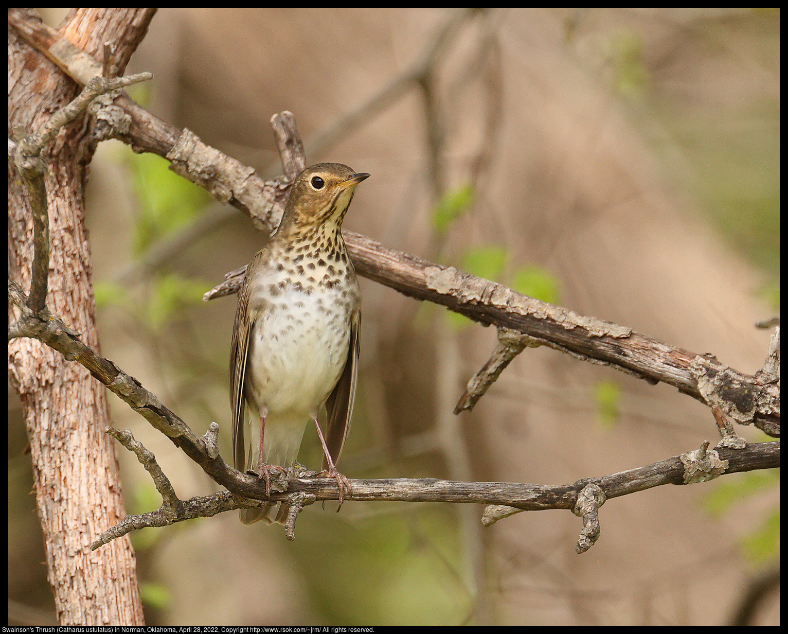 Swainson's Thrush (Catharus ustulatus) in Norman, Oklahoma, April 28, 2022