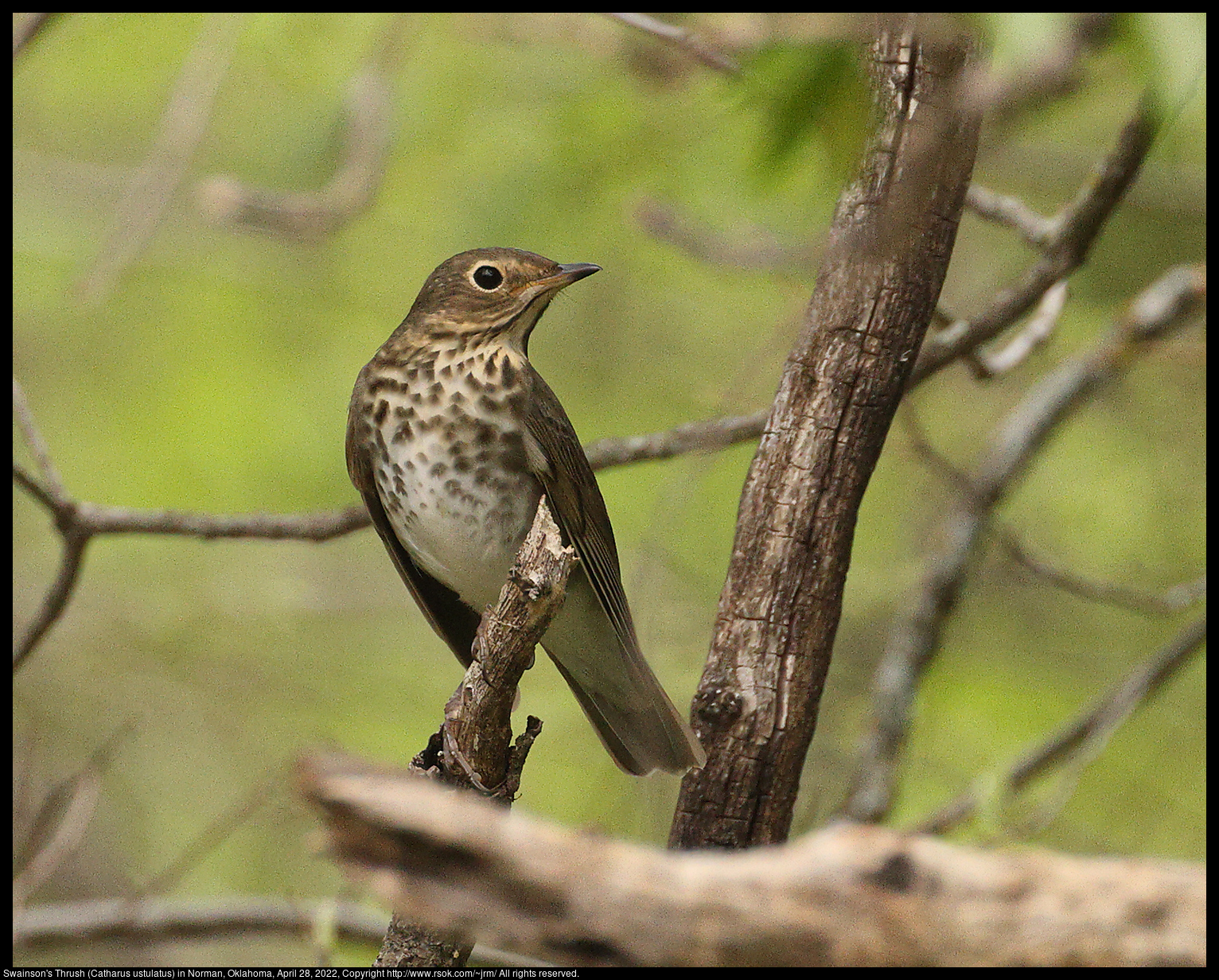 Swainson's Thrush (Catharus ustulatus) in Norman, Oklahoma, April 28, 2022