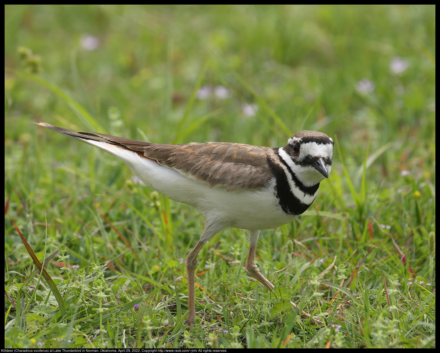 Killdeer (Charadrius vociferus) at Lake Thunderbird in Norman, Oklahoma, April 29, 2022