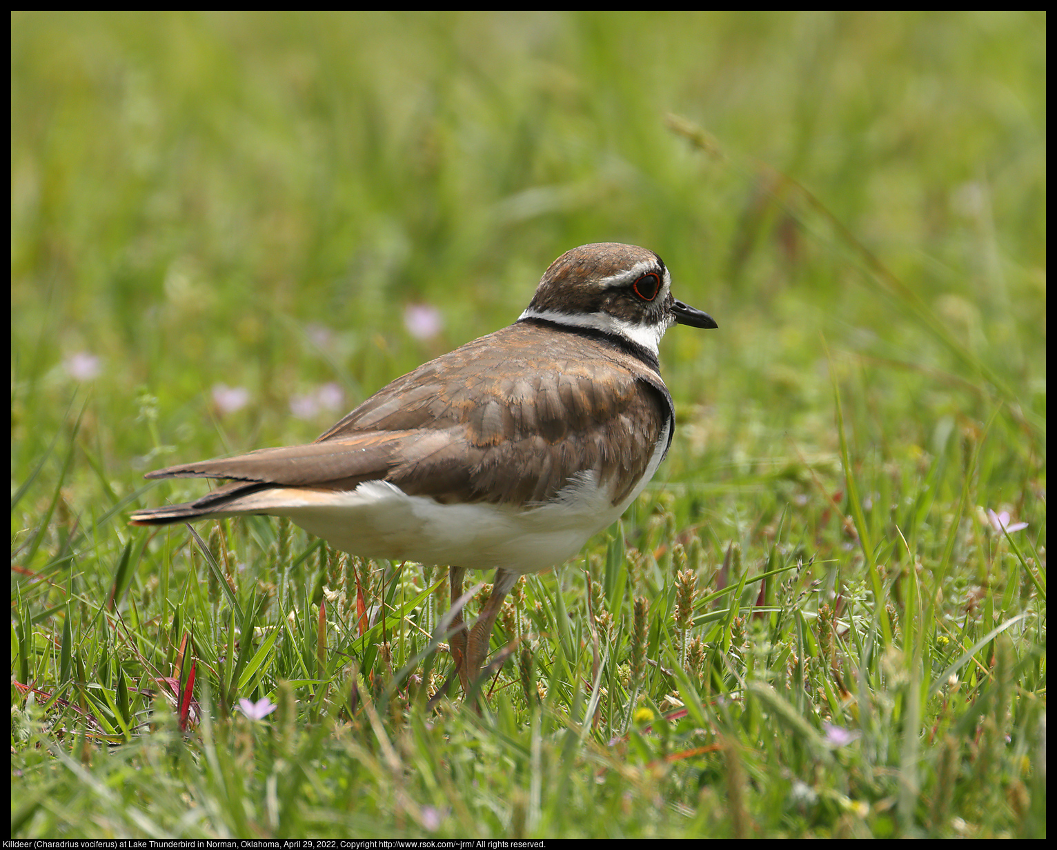 Killdeer (Charadrius vociferus) at Lake Thunderbird in Norman, Oklahoma, April 29, 2022