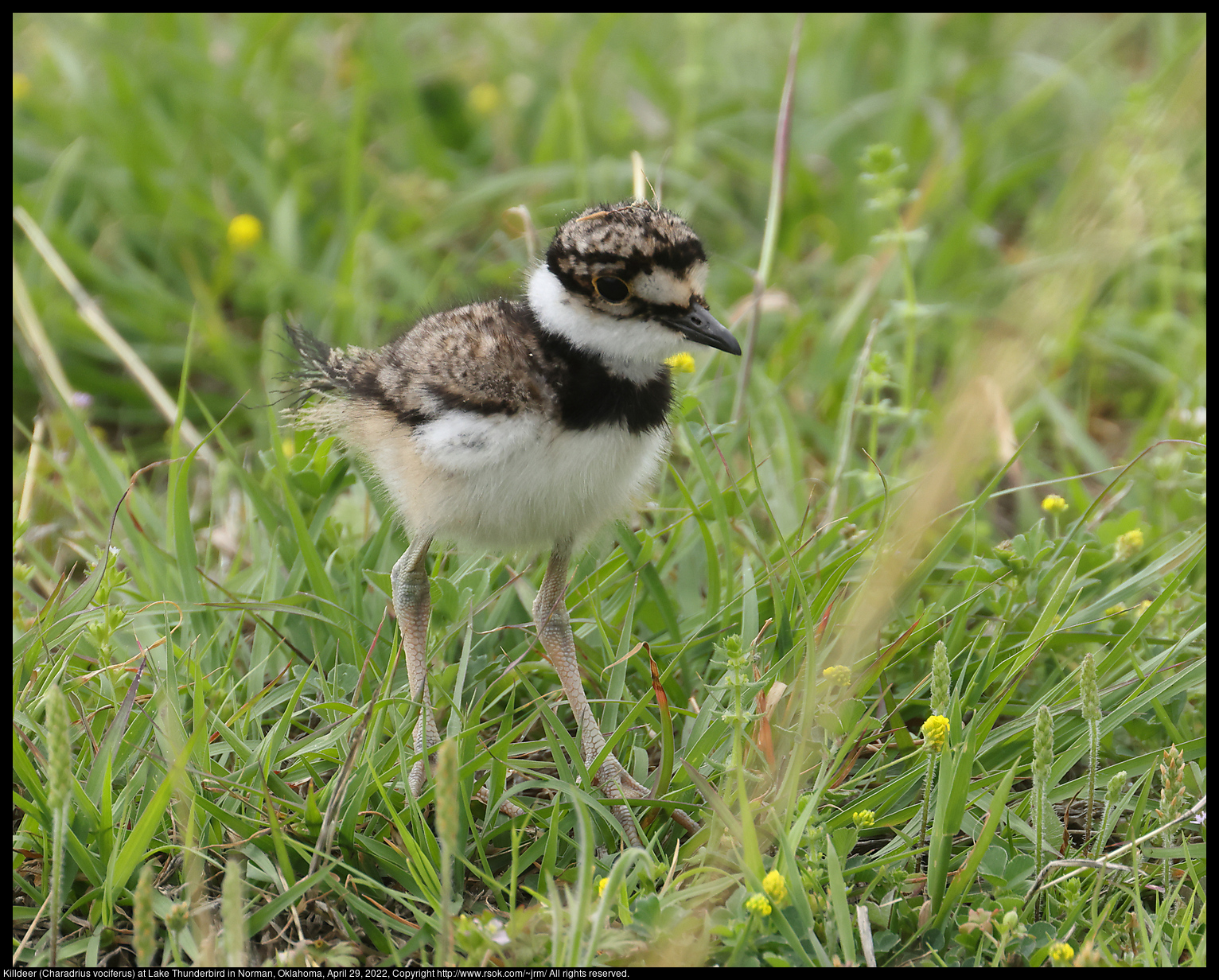 Killdeer (Charadrius vociferus) at Lake Thunderbird in Norman, Oklahoma, April 29, 2022