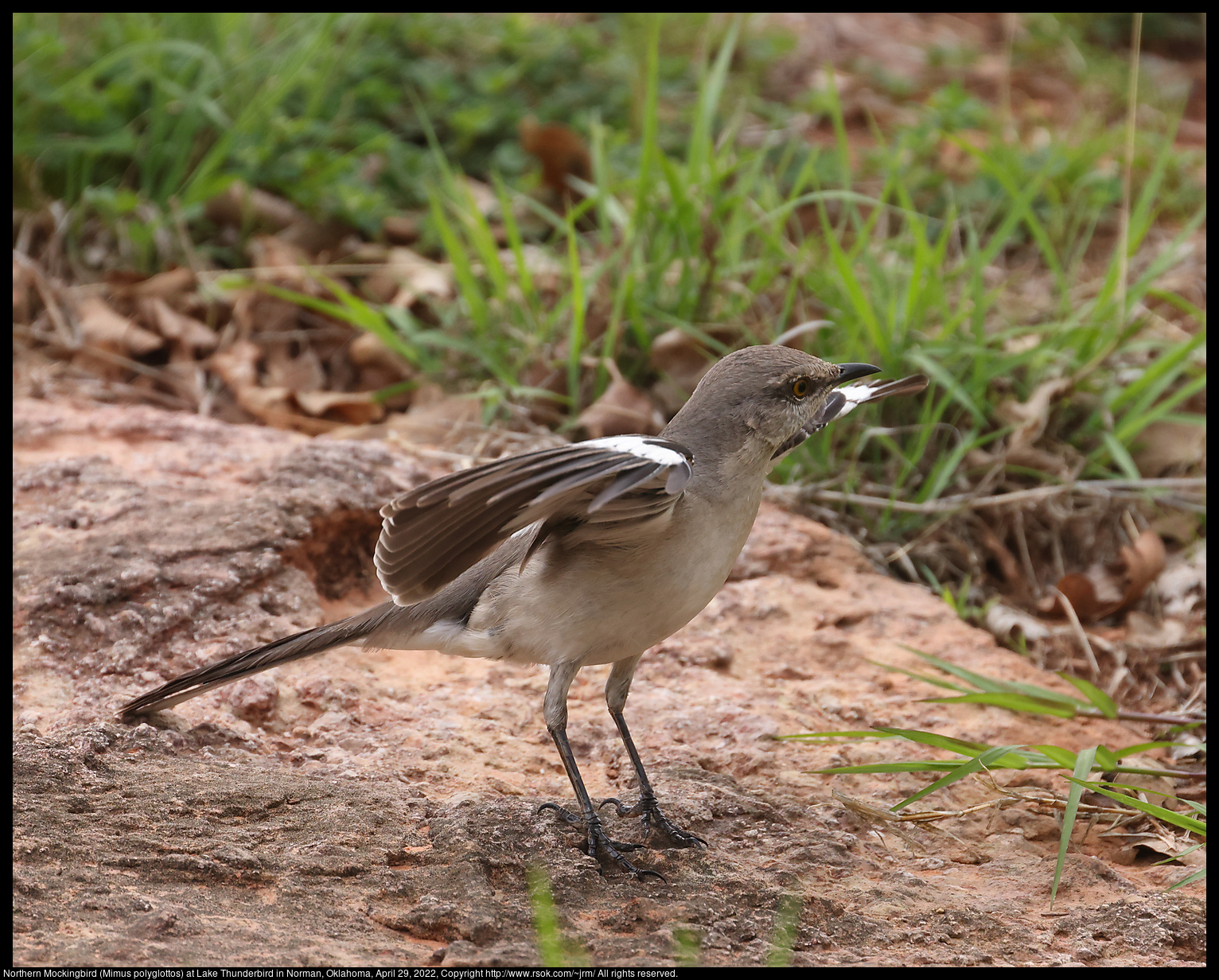 Northern Mockingbird (Mimus polyglottos) at Lake Thunderbird in Norman, Oklahoma, April 29, 2022