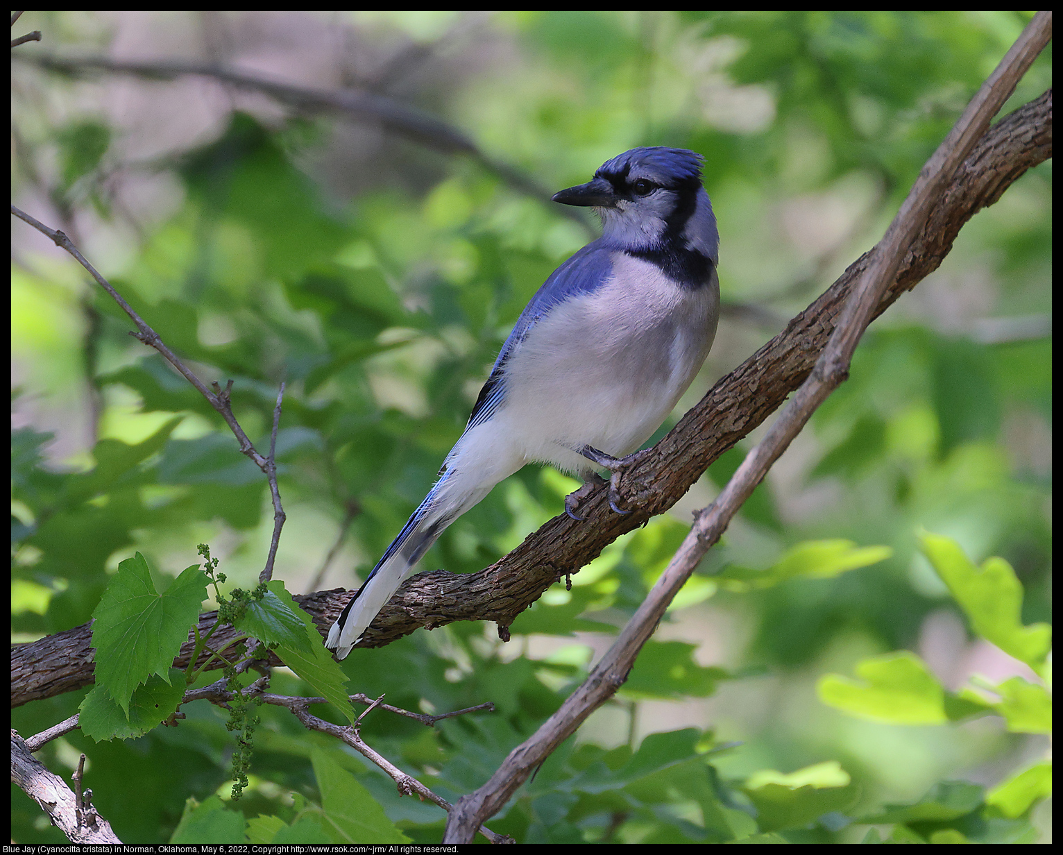 Blue Jay (Cyanocitta cristata) in Norman, Oklahoma, May 6, 2022