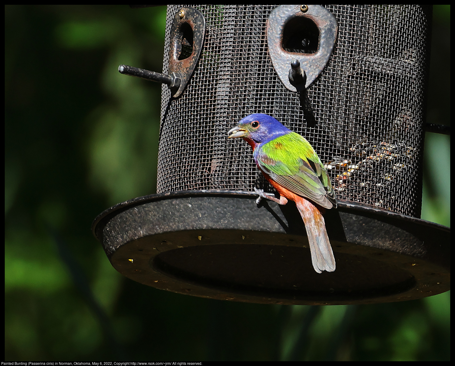 Painted Bunting (Passerina ciris) in Norman, Oklahoma, May 6, 2022