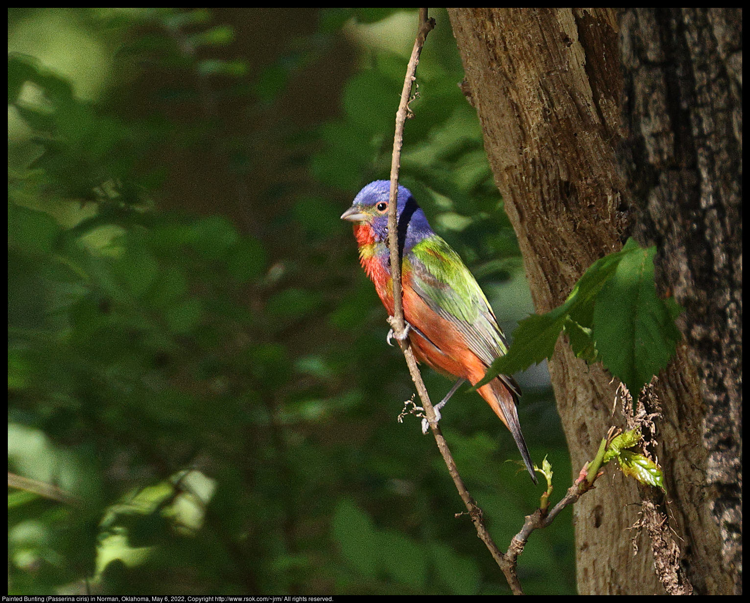 Painted Bunting (Passerina ciris) in Norman, Oklahoma, May 6, 2022