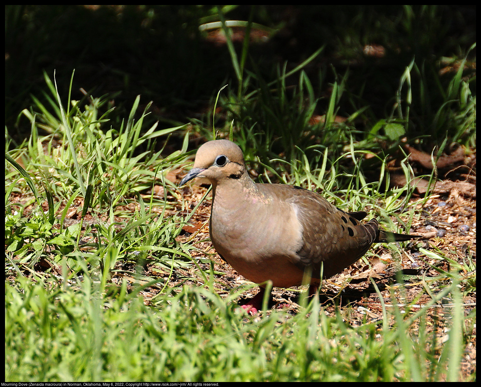 Mourning Dove (Zenaida macroura) in Norman, Oklahoma, May 6, 2022