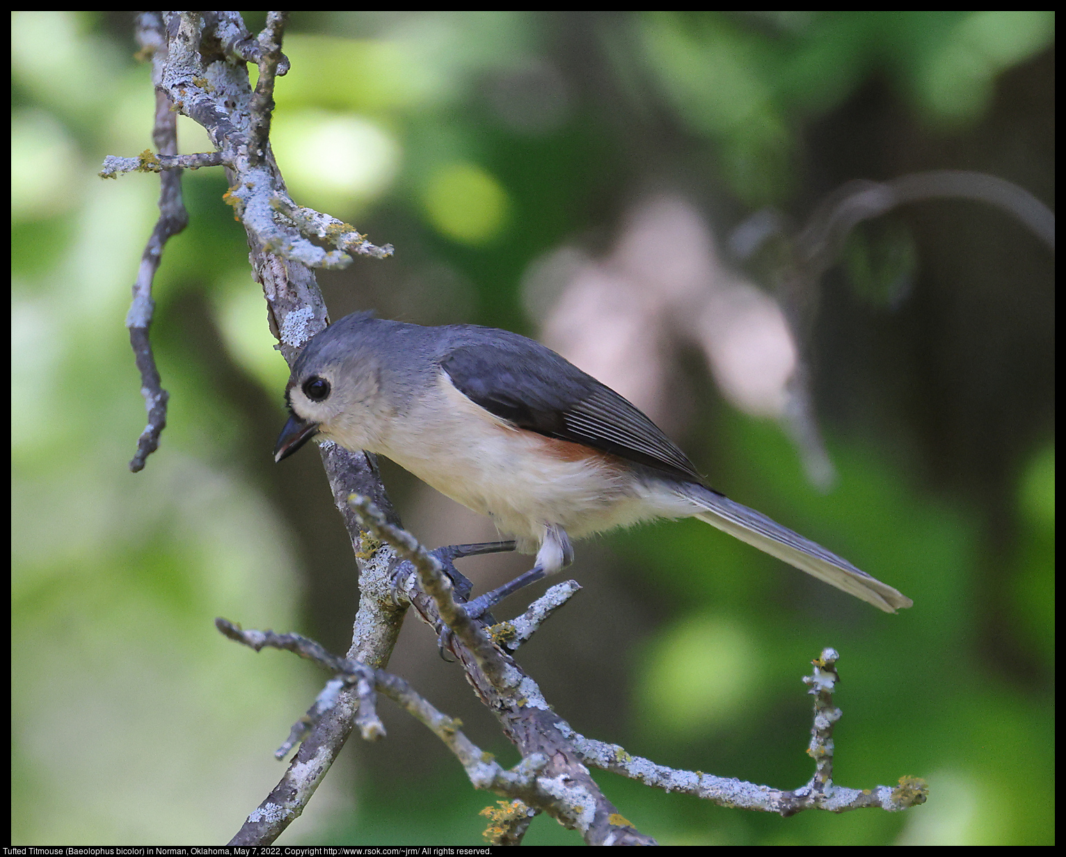 Tufted Titmouse (Baeolophus bicolor) in Norman, Oklahoma, May 7, 2022