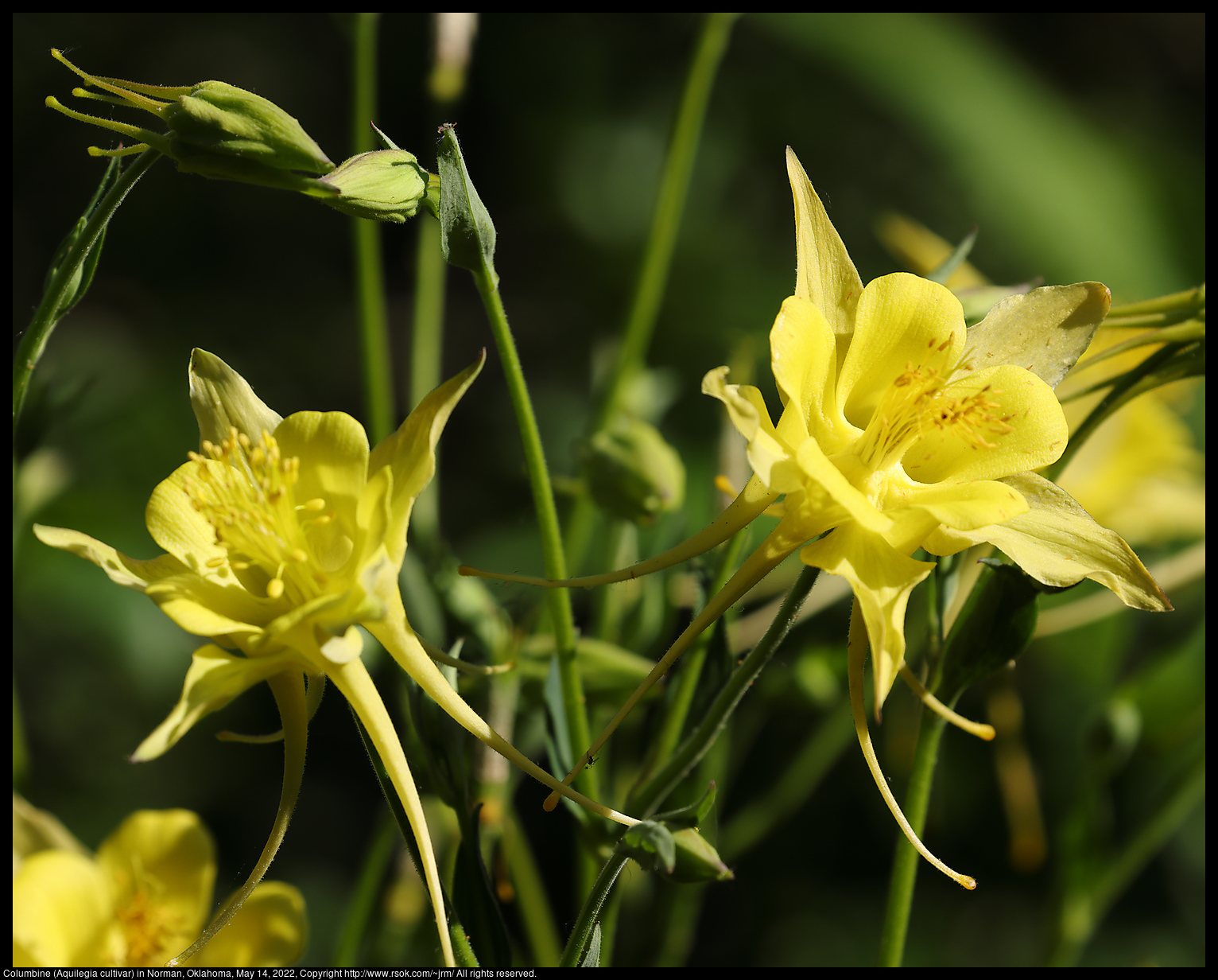 Columbine (Aquilegia cultivar) in Norman, Oklahoma, May 14, 2022