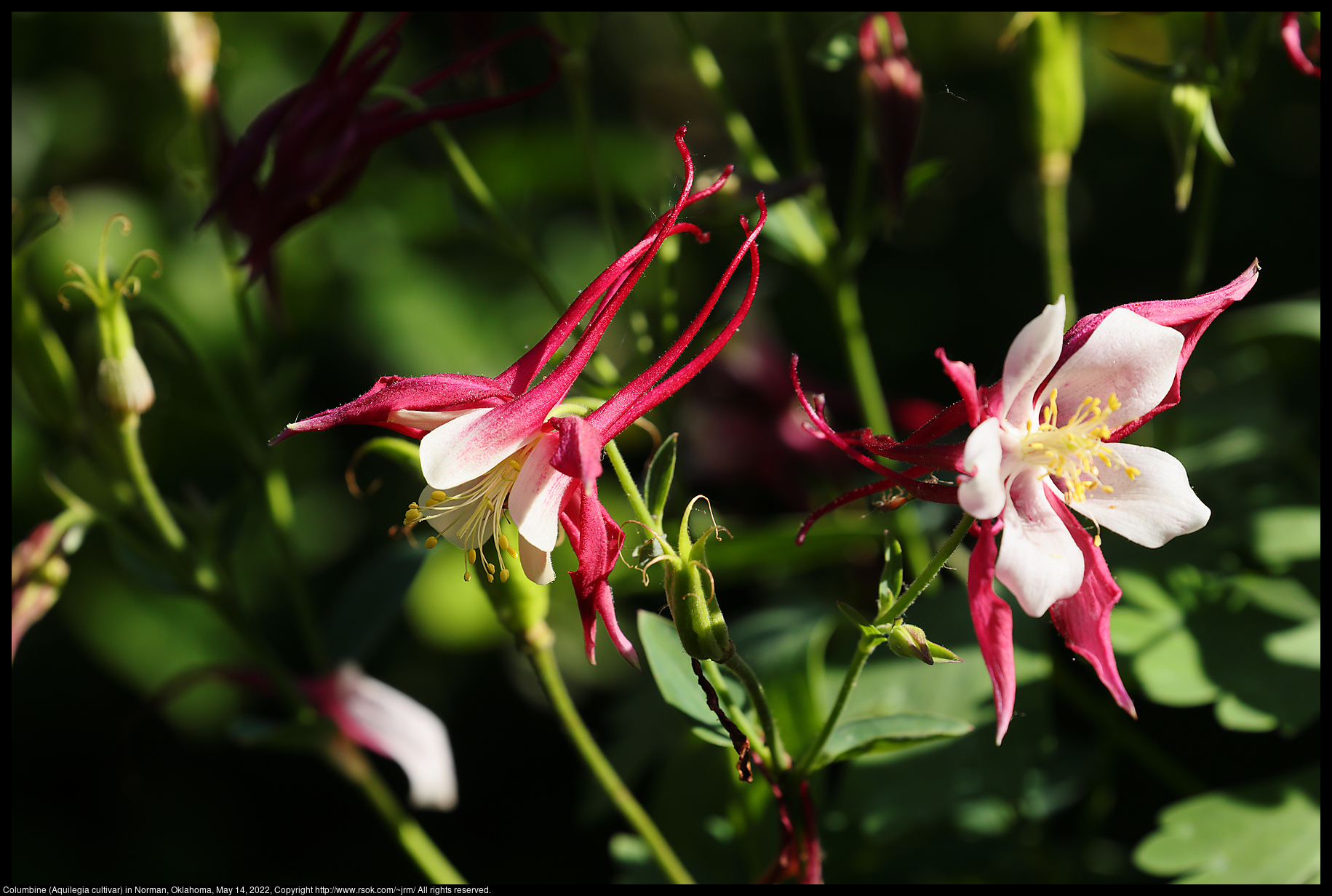 Columbine (Aquilegia cultivar) in Norman, Oklahoma, May 14, 2022