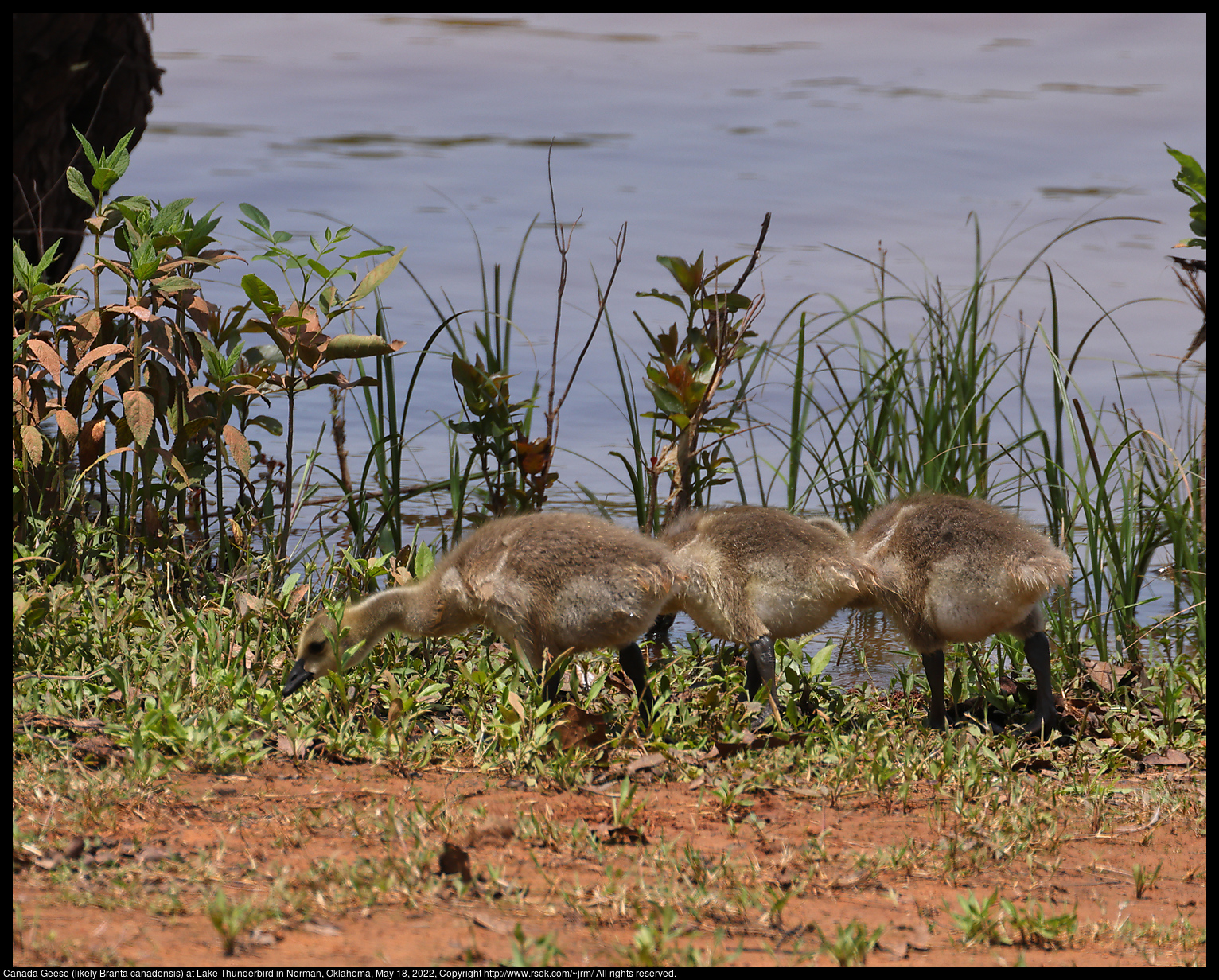 Canada Geese (likely Branta canadensis) at Lake Thunderbird in Norman, Oklahoma, May 18, 2022