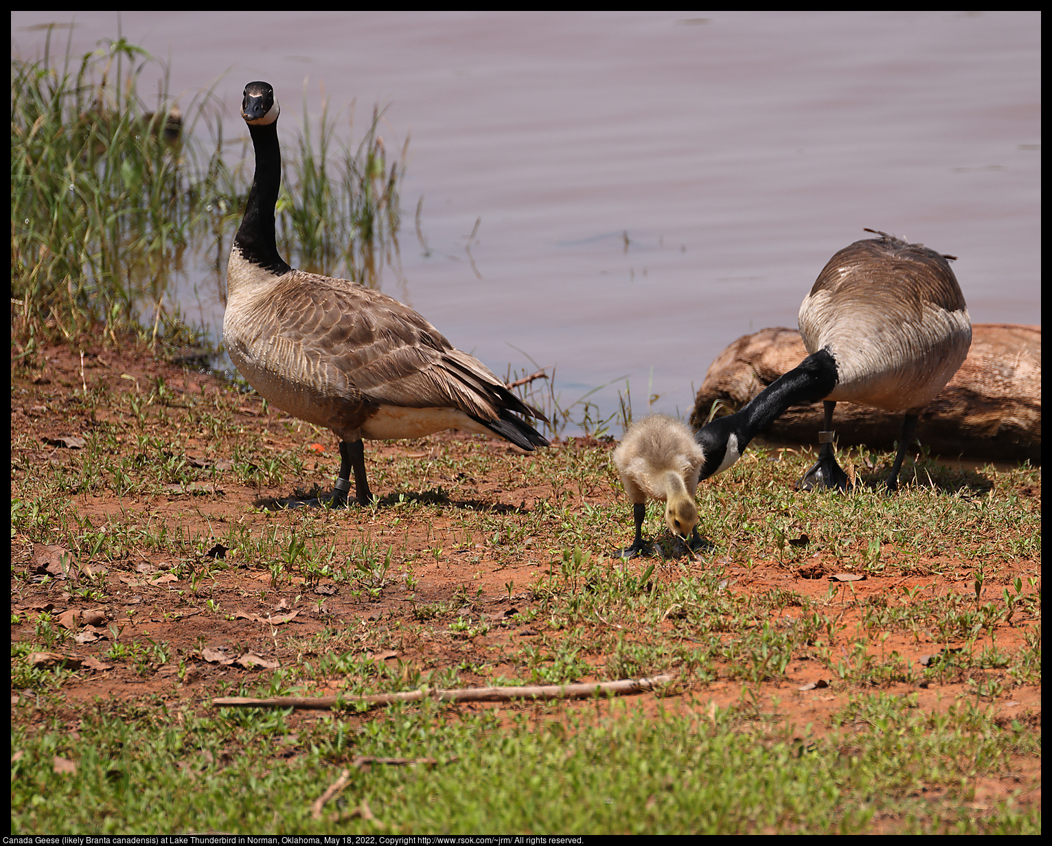 Canada Geese (likely Branta canadensis) at Lake Thunderbird in Norman, Oklahoma, May 18, 2022