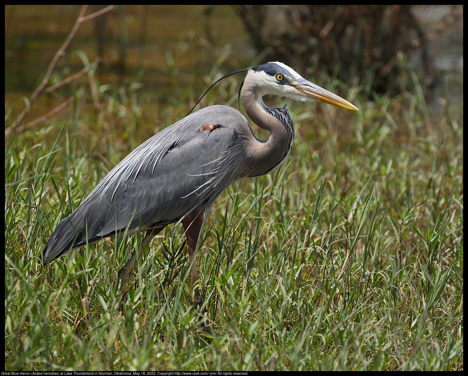 Great Blue Heron (Ardea herodias) at Lake Thunderbird in Norman, Oklahoma, May 18, 2022