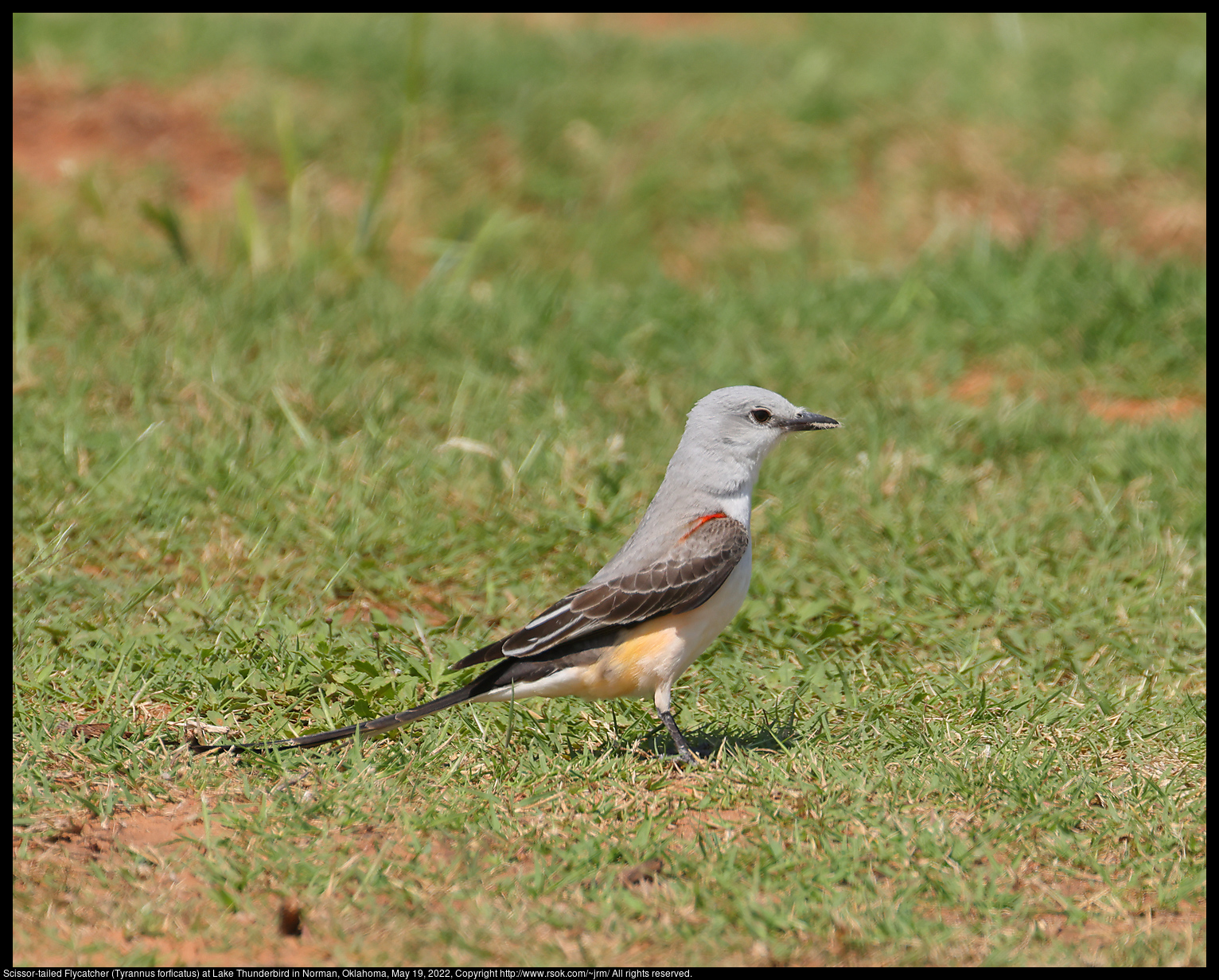 Scissor-tailed Flycatcher (Tyrannus forficatus) at Lake Thunderbird in Norman, Oklahoma, May 19, 2022