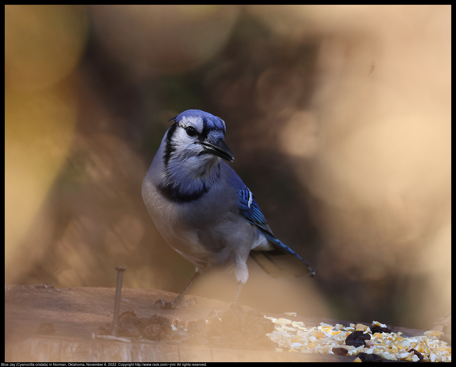 Blue Jay (Cyanocitta cristata) in Norman, Oklahoma, November 6, 2022