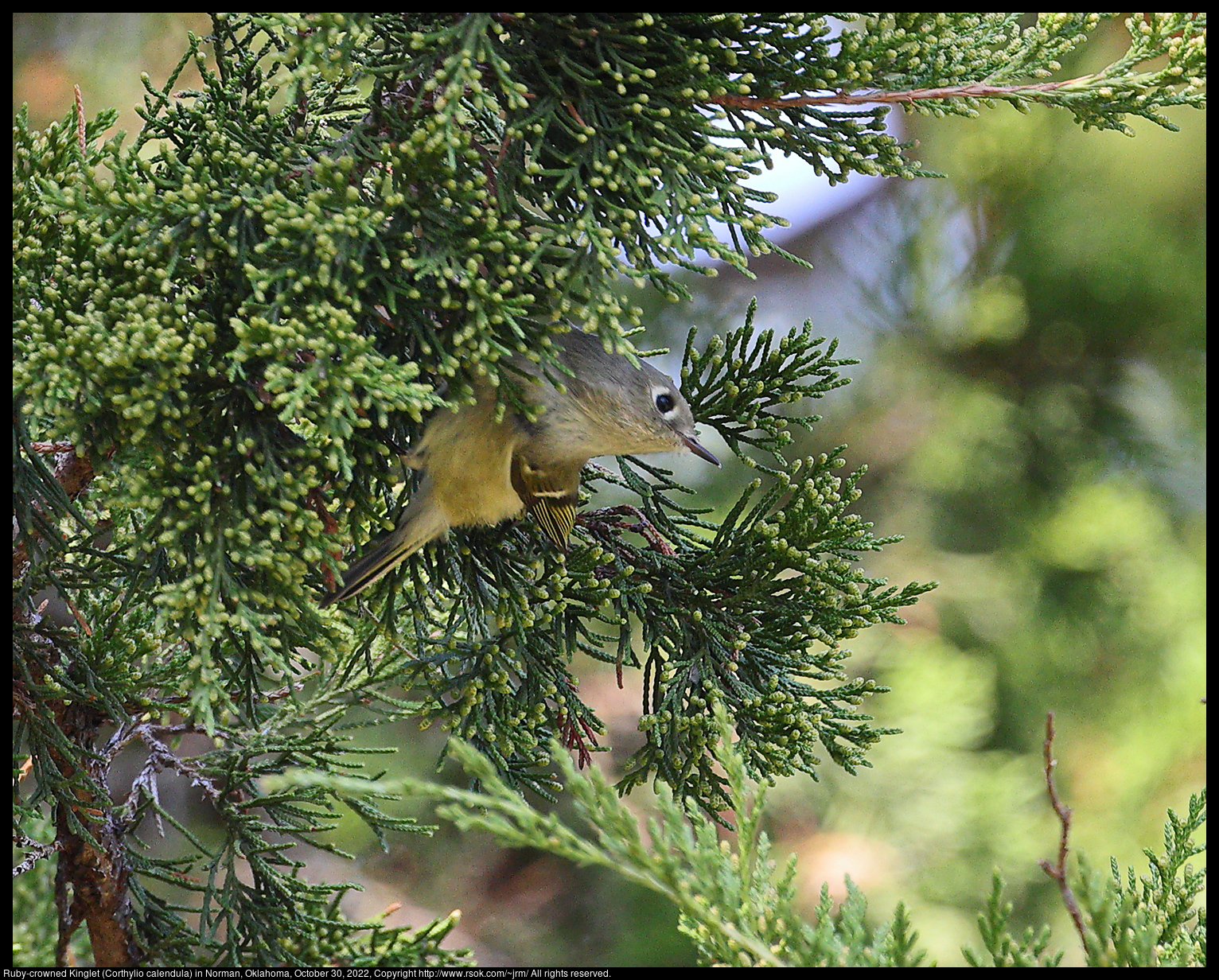 Ruby-crowned Kinglet (Corthylio calendula) in Norman, Oklahoma, October 30, 2022