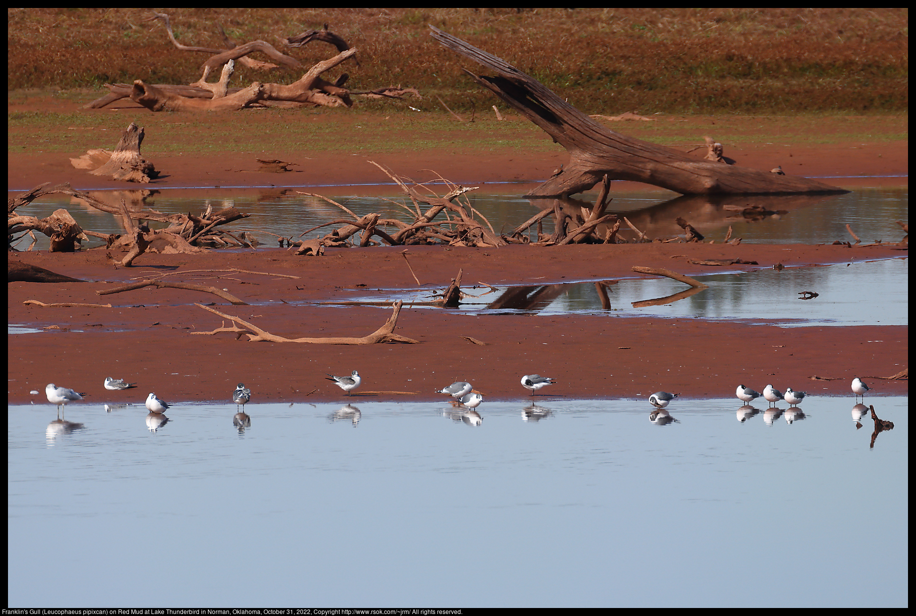 Franklin's Gull (Leucophaeus pipixcan) on Red Mud at Lake Thunderbird in Norman, Oklahoma, October 31, 2022