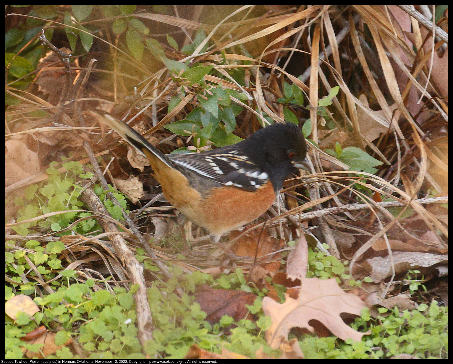 Spotted Towhee (Pipilo maculatus) in Norman, Oklahoma, November 12, 2022