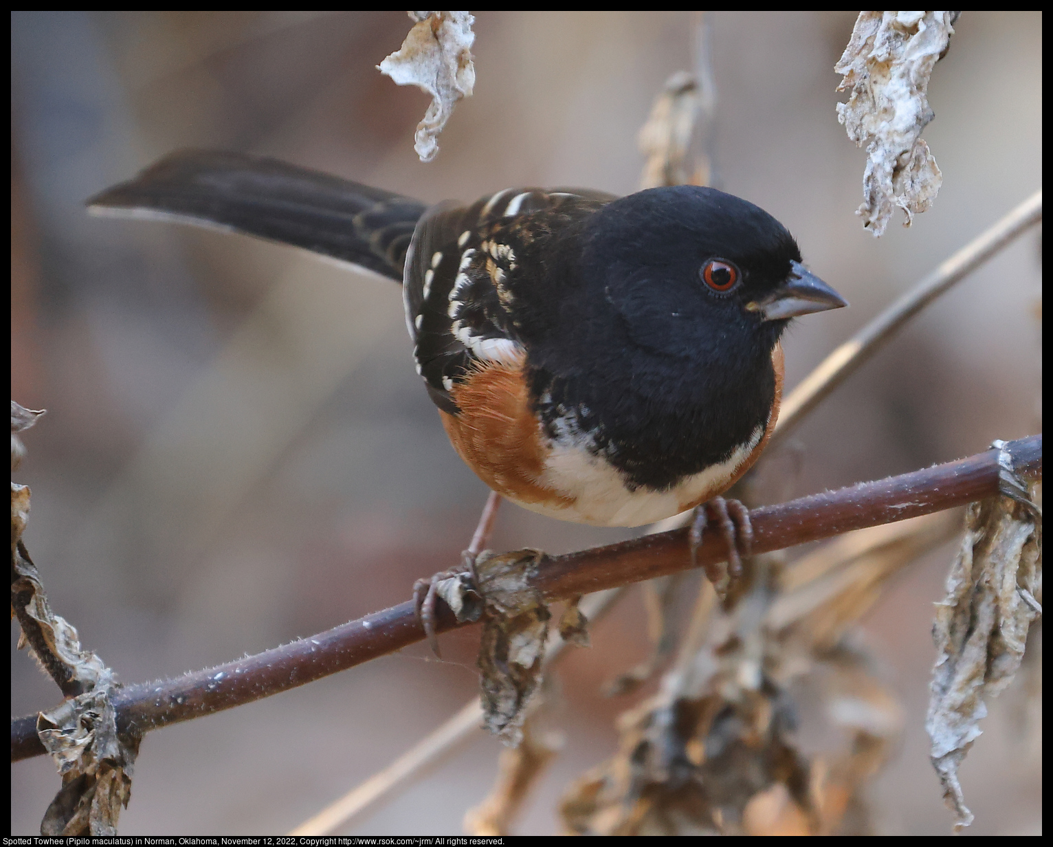 Spotted Towhee (Pipilo maculatus) in Norman, Oklahoma, November 12, 2022