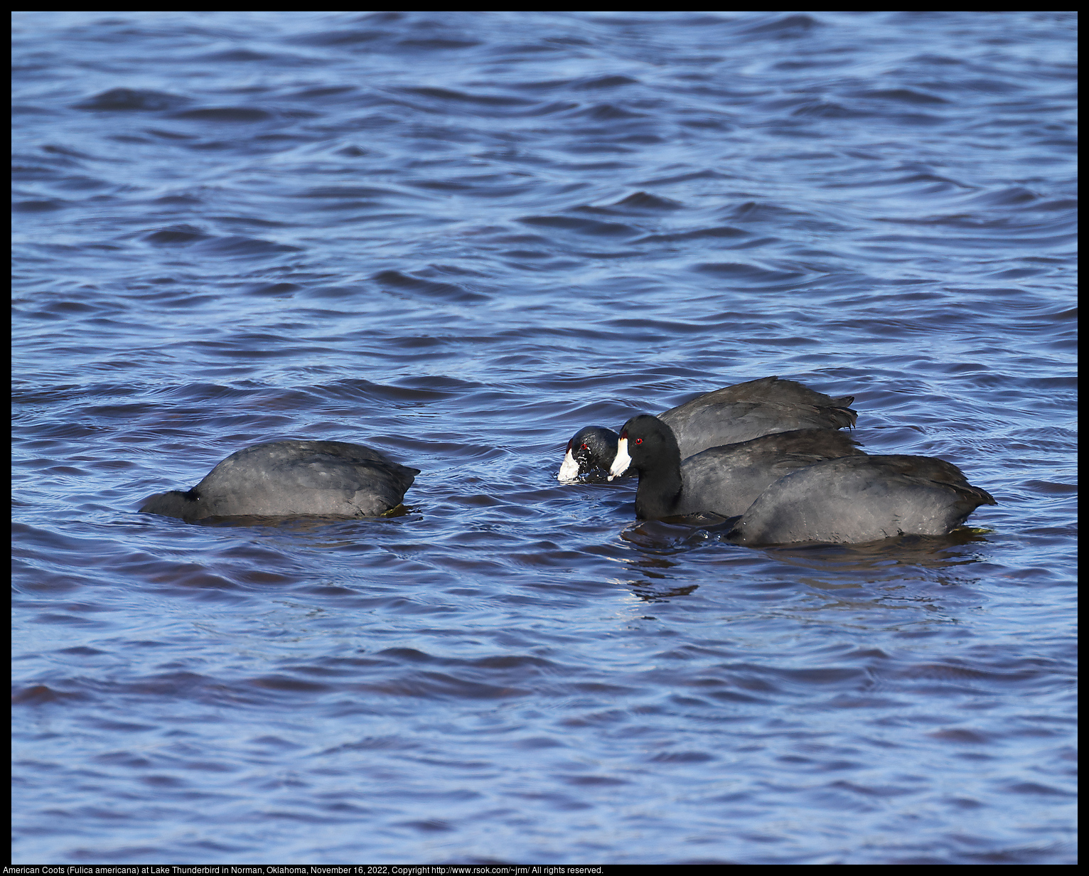 American Coots (Fulica americana) at Lake Thunderbird in Norman, Oklahoma, November 16, 2022