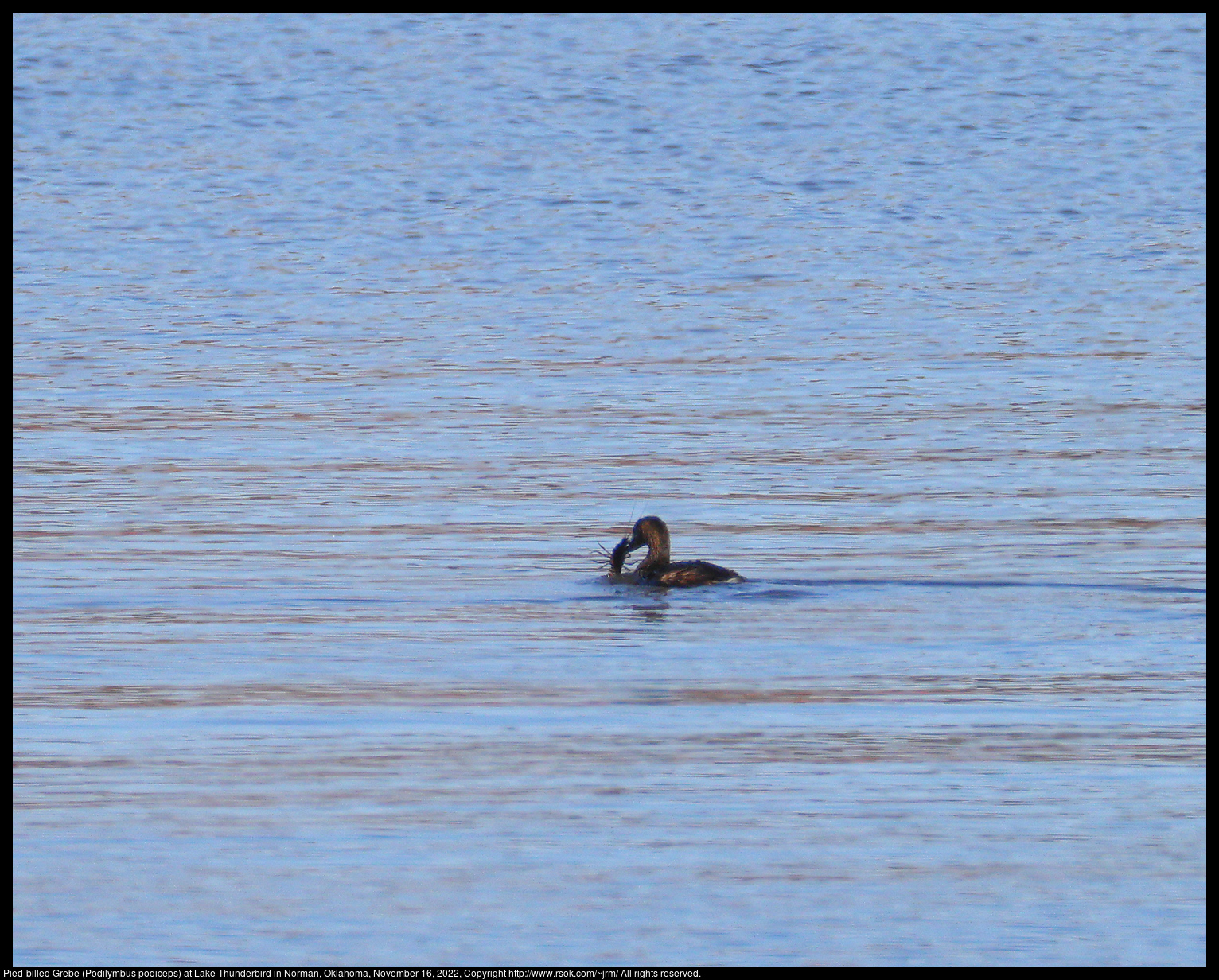 Pied-billed Grebe (Podilymbus podiceps) with crawdad at Lake Thunderbird in Norman, Oklahoma, November 16, 2022