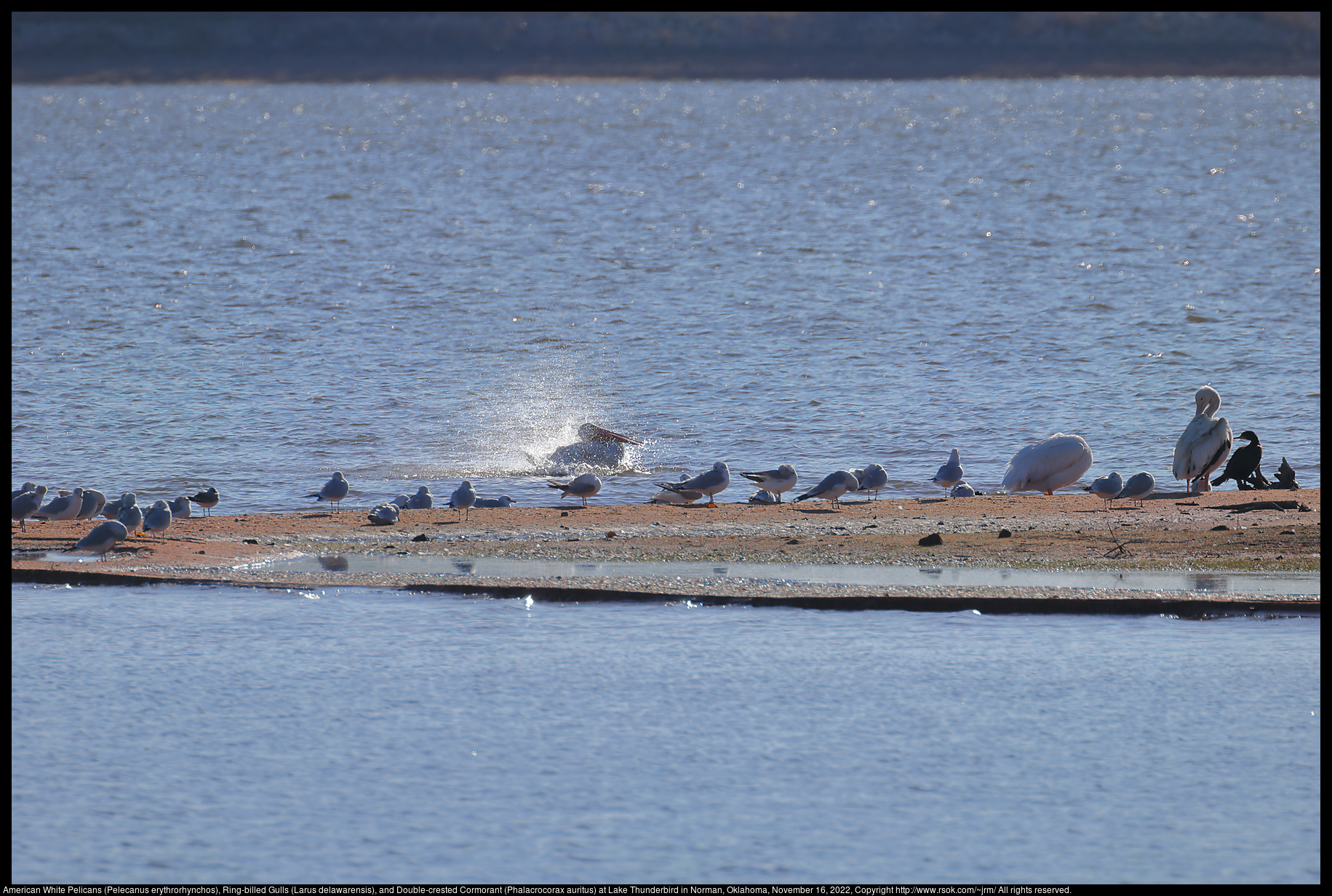 American White Pelicans (Pelecanus erythrorhynchos), Ring-billed Gulls (Larus delawarensis), and Double-crested Cormorant (Phalacrocorax auritus) at Lake Thunderbird in Norman, Oklahoma, November 16, 2022