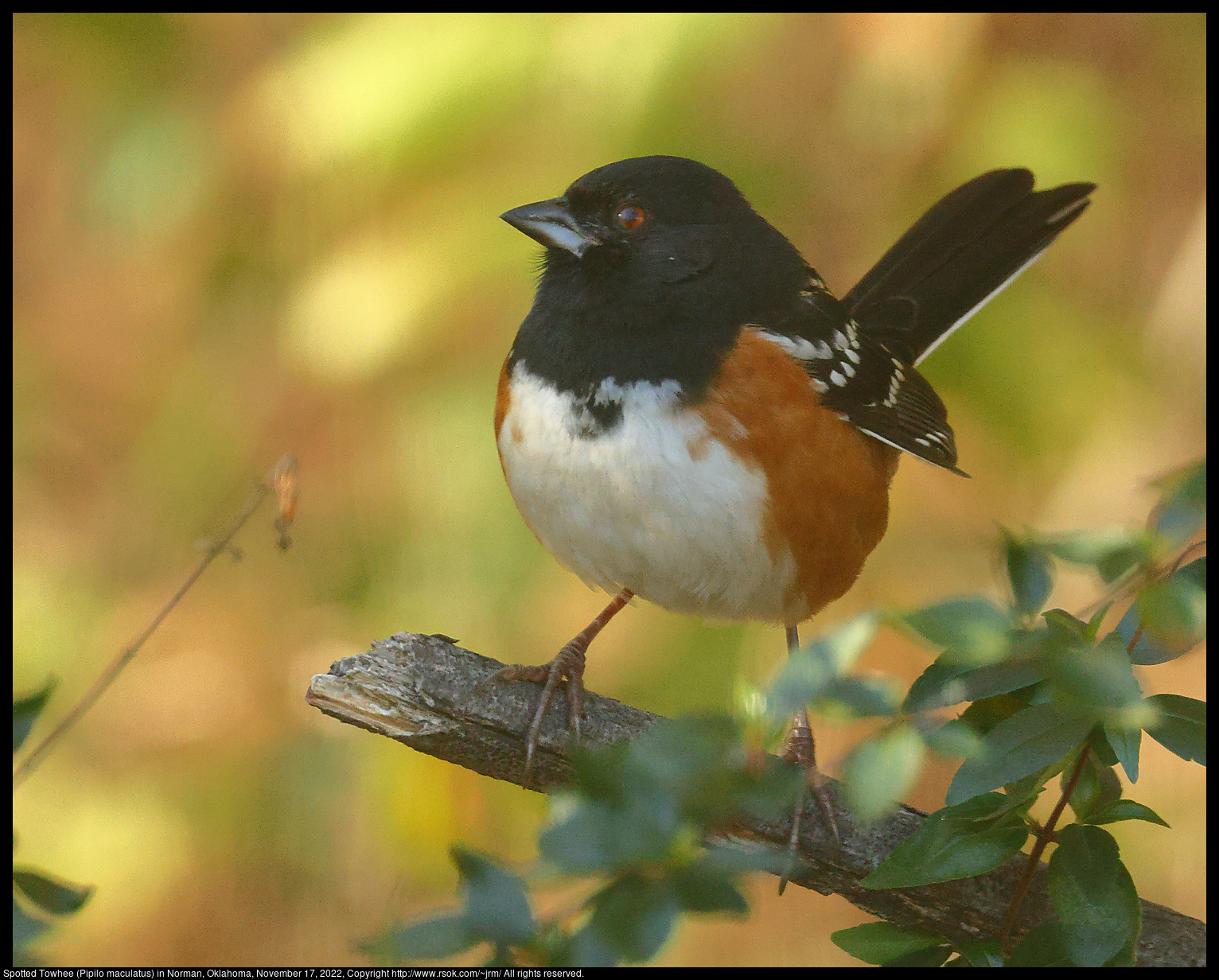 Spotted Towhee (Pipilo maculatus) in Norman, Oklahoma, November 17, 2022