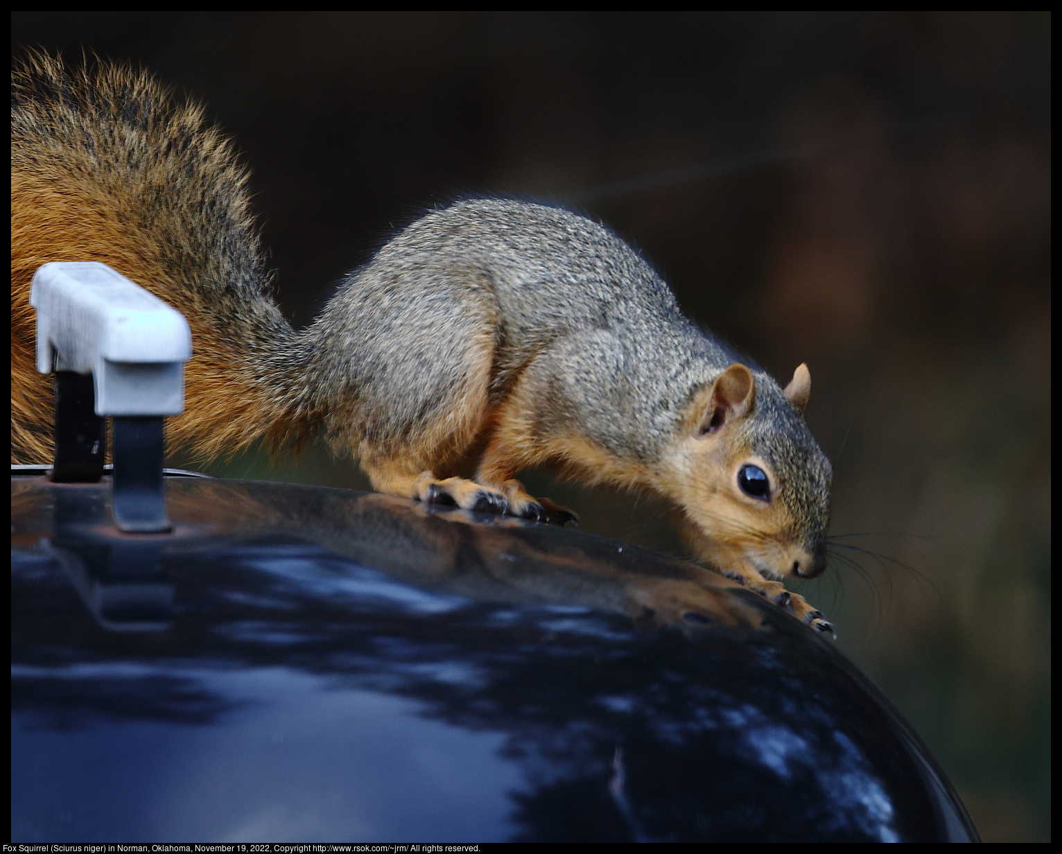 Fox Squirrel (Sciurus niger) in Norman, Oklahoma, November 19, 2022