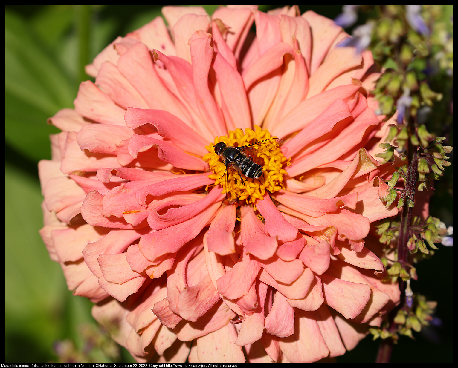 Megachile inimica (also called leaf-cutter bee) in Norman, Oklahoma, September 22, 2022