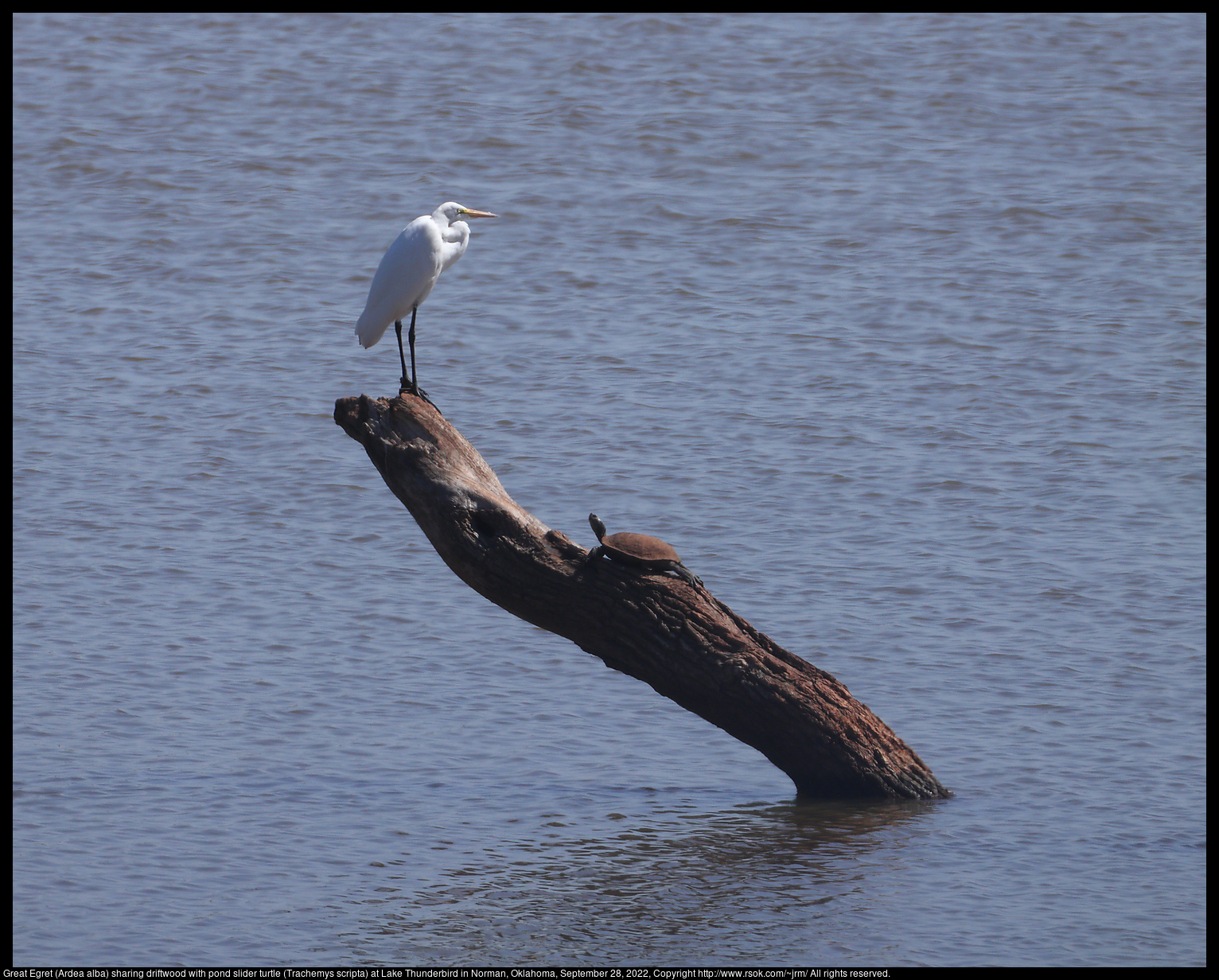 Great Egret (Ardea alba) sharing driftwood with pond slider turtle (Trachemys scripta) at Lake Thunderbird in Norman, Oklahoma, September 28, 2022