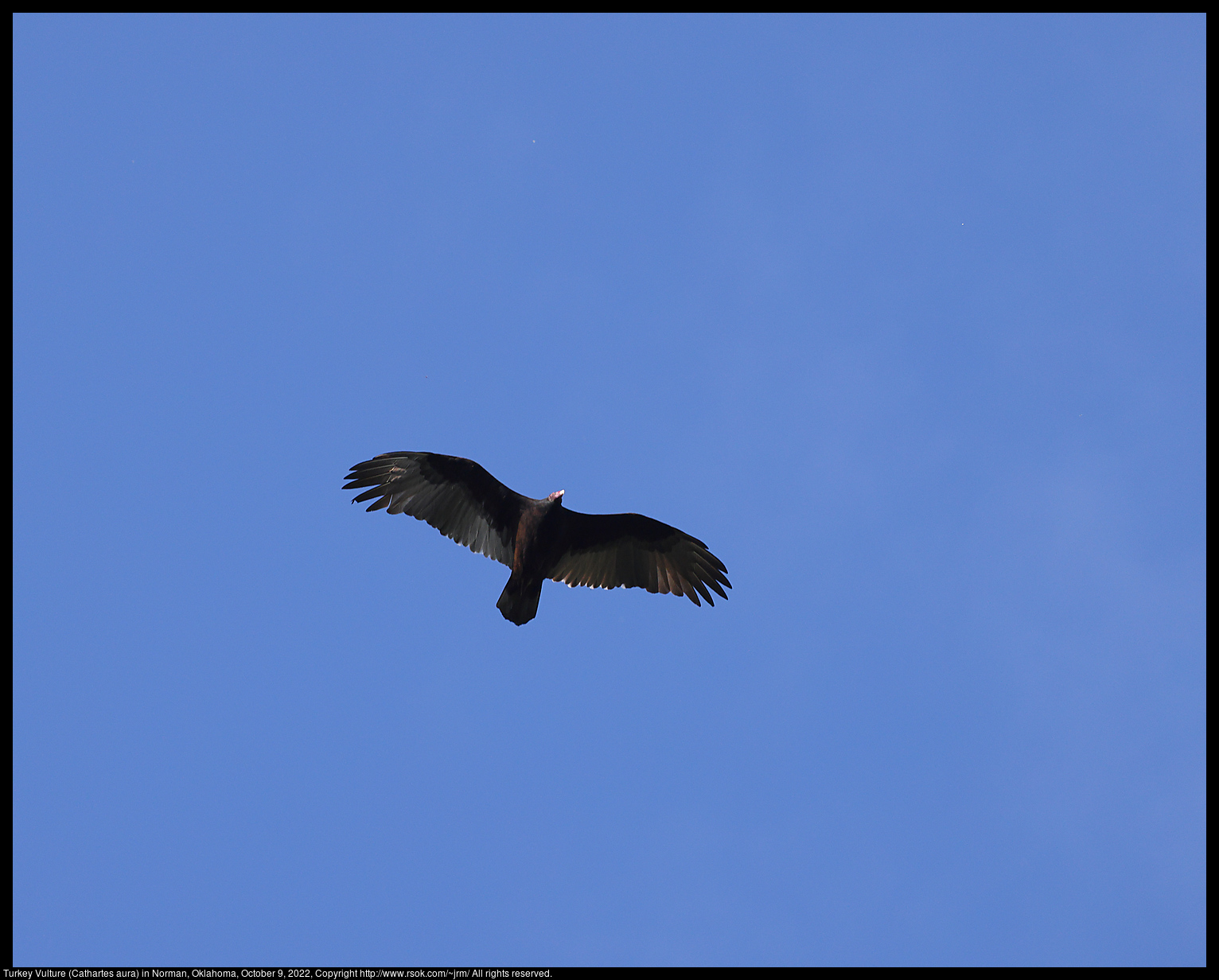 Turkey Vulture (Cathartes aura) in Norman, Oklahoma, October 9, 2022