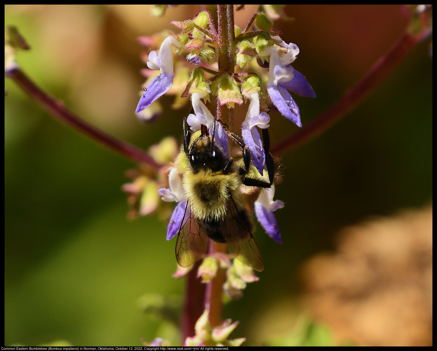 Common Eastern Bumblebee (Bombus impatiens) in Norman, Oklahoma, October 12, 2022