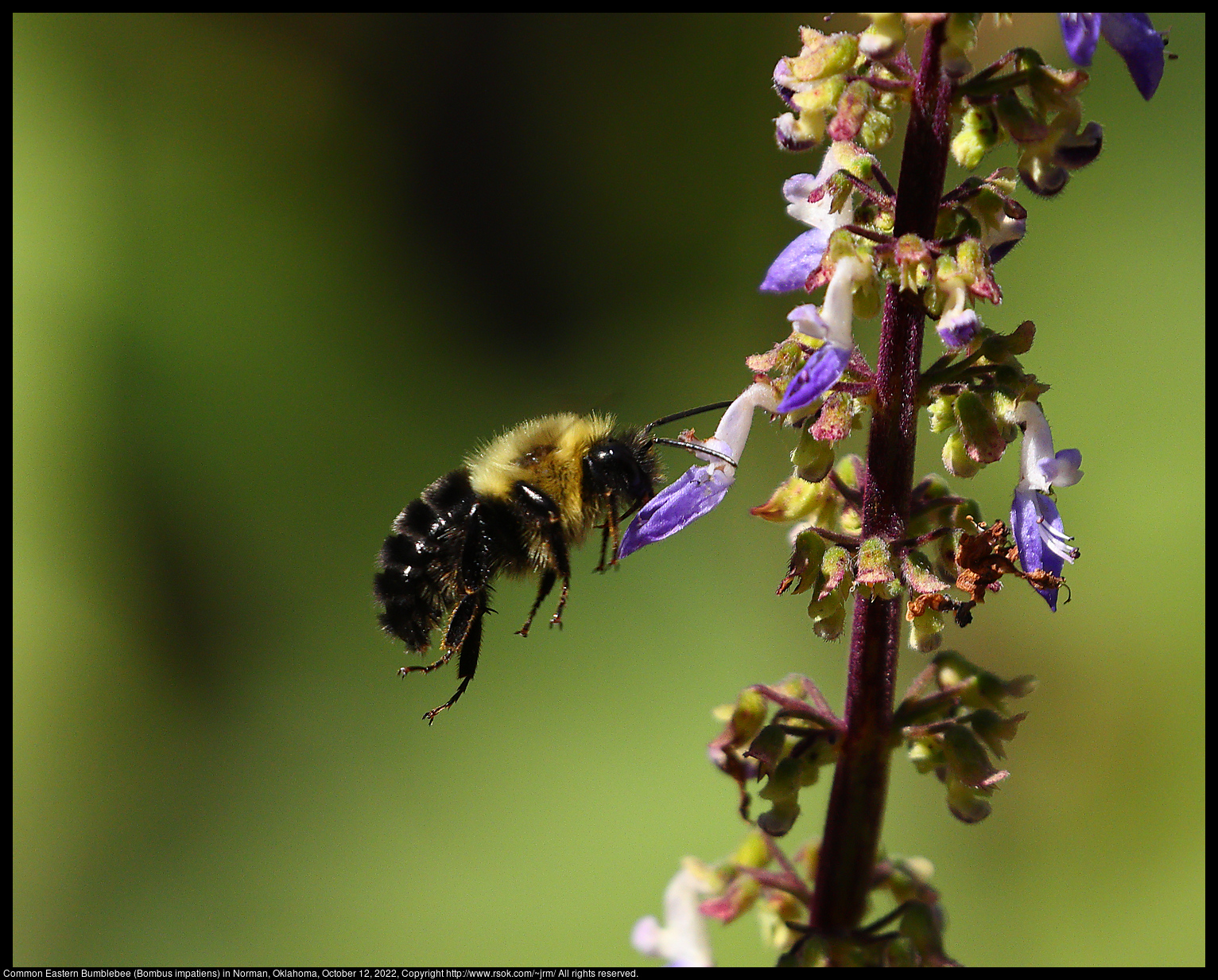 Common Eastern Bumblebee (Bombus impatiens) in Norman, Oklahoma, October 12, 2022