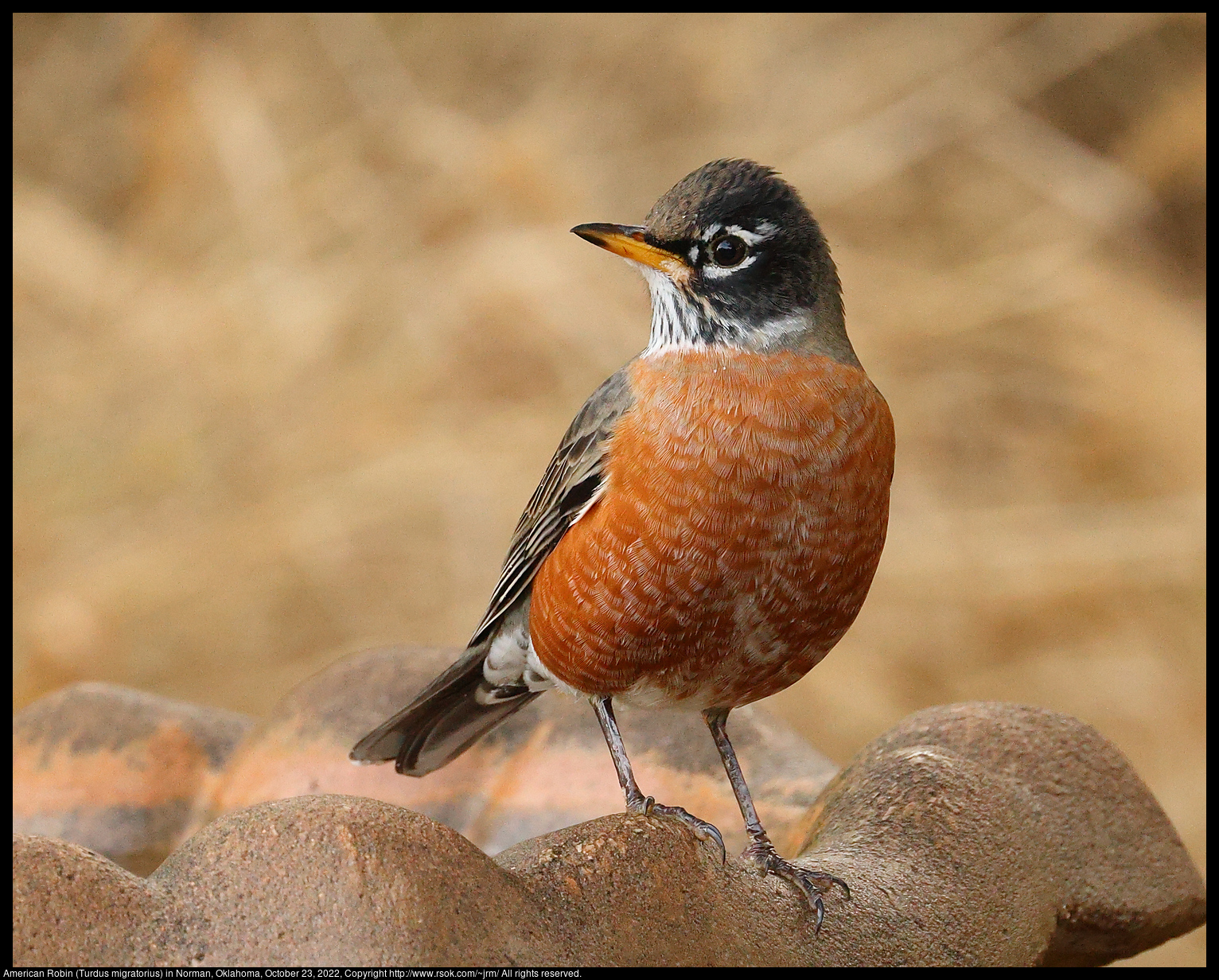 American Robin (Turdus migratorius) in Norman, Oklahoma, October 23, 2022