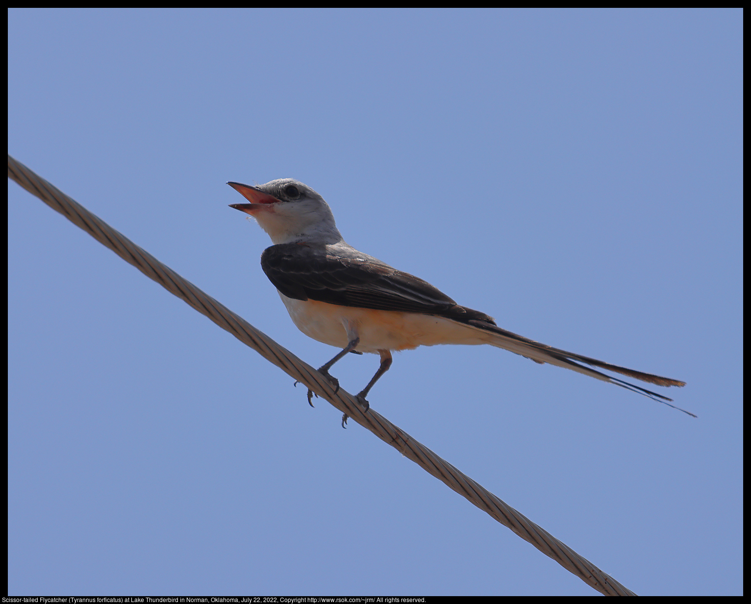 Scissor-tailed Flycatcher (Tyrannus forficatus) at Lake Thunderbird in Norman, Oklahoma, July 22, 2022