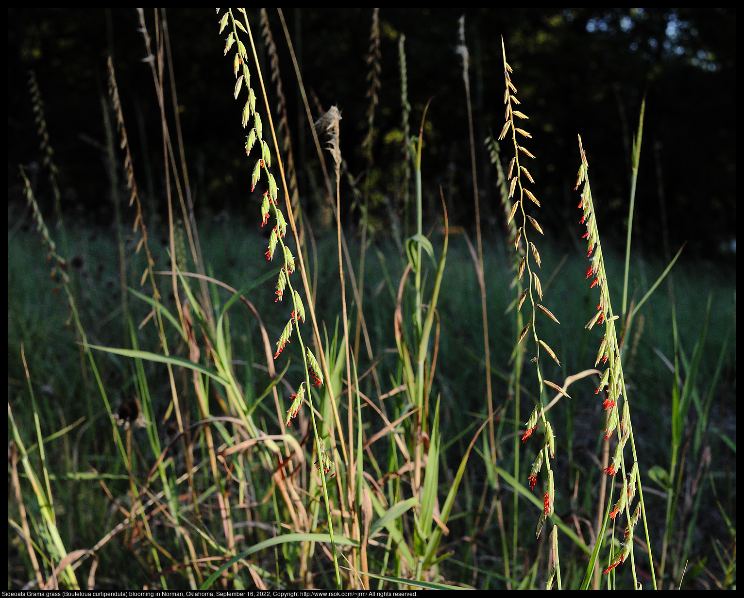 Sideoats Grama grass (Bouteloua curtipendula) blooming in Norman, Oklahoma, September 16, 2022