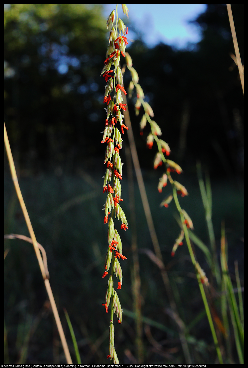 Sideoats Grama grass (Bouteloua curtipendula) blooming in Norman, Oklahoma, September 19, 2022