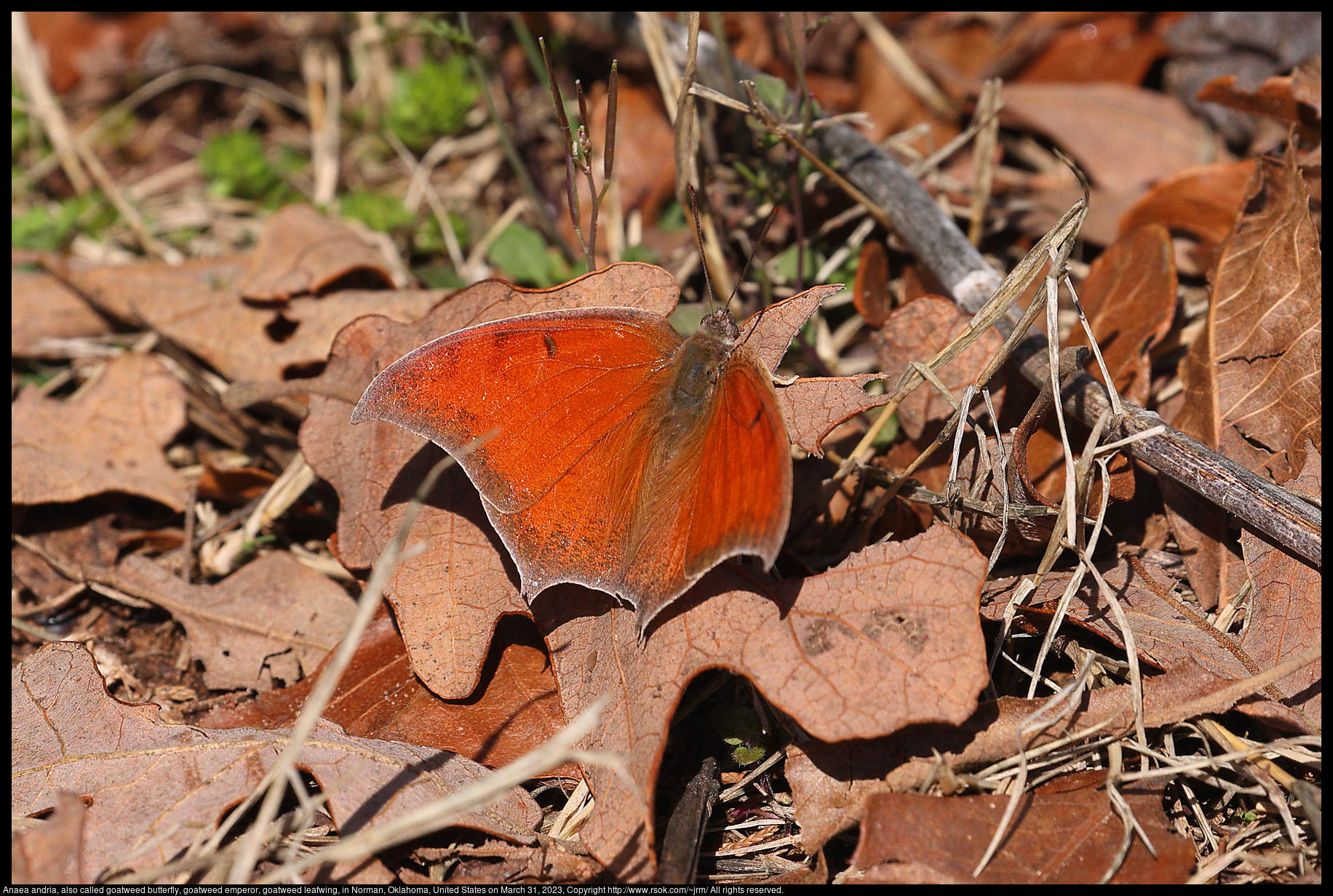 Anaea andria, also called goatweed butterfly, goatweed emperor, goatweed leafwing, in Norman, Oklahoma, United States on March 31, 2023