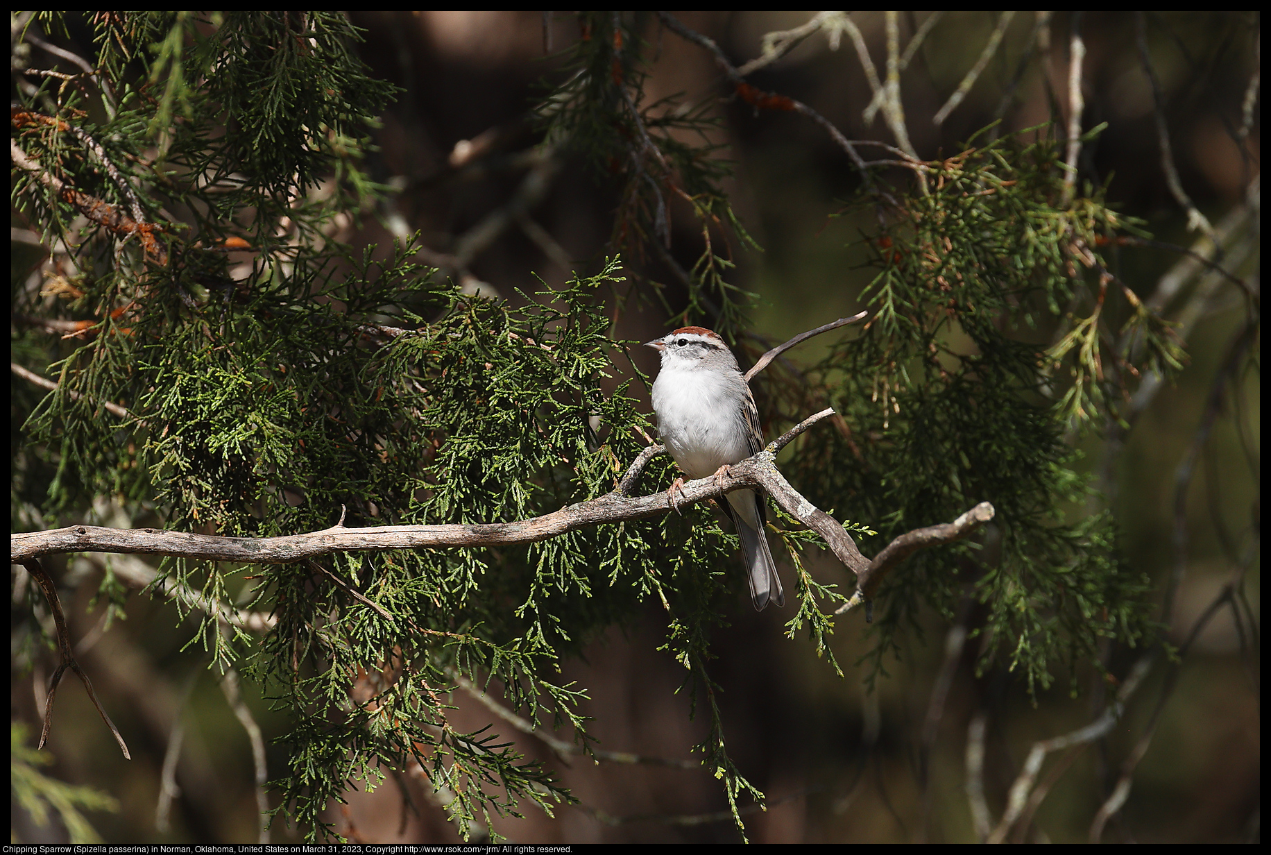 Chipping Sparrow (Spizella passerina) in Norman, Oklahoma, United States on March 31, 2023