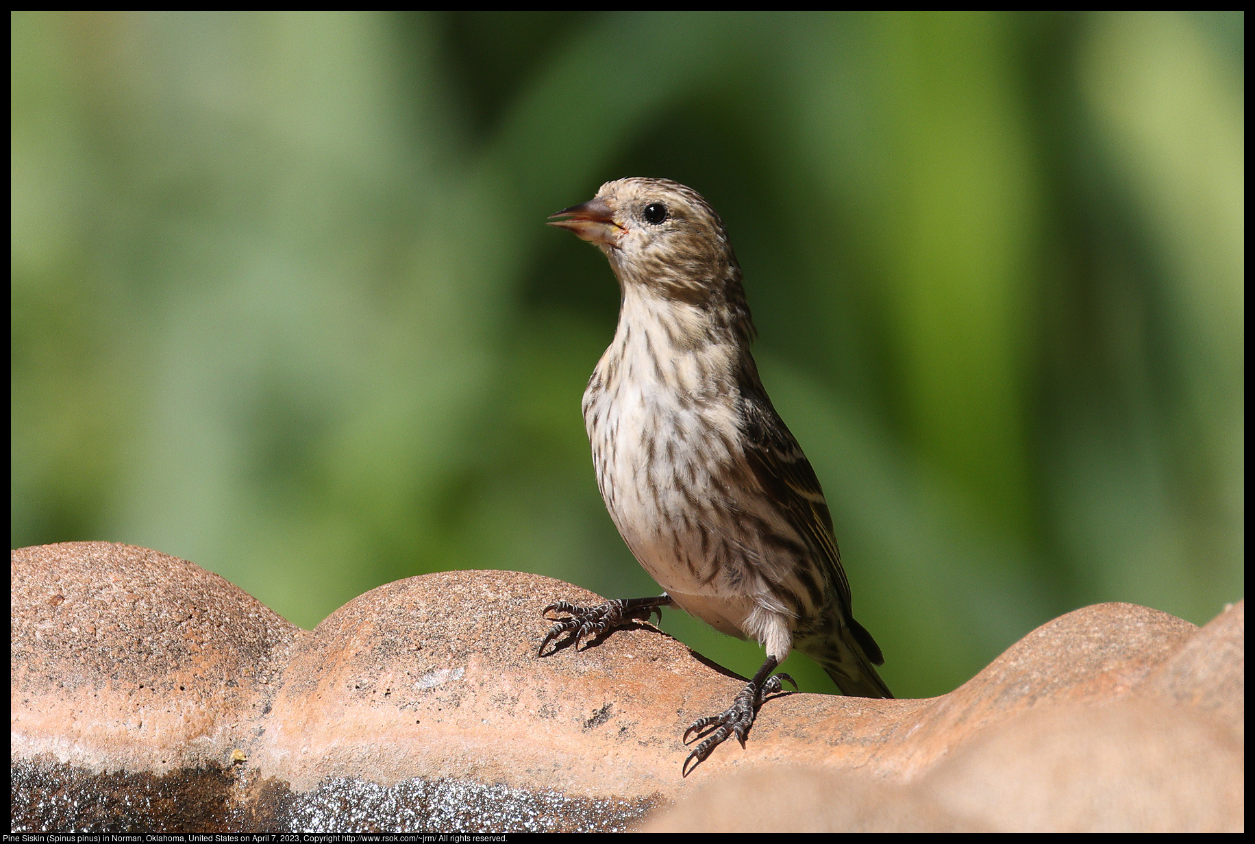 Pine Siskin (Spinus pinus) in Norman, Oklahoma, United States on April 7, 2023