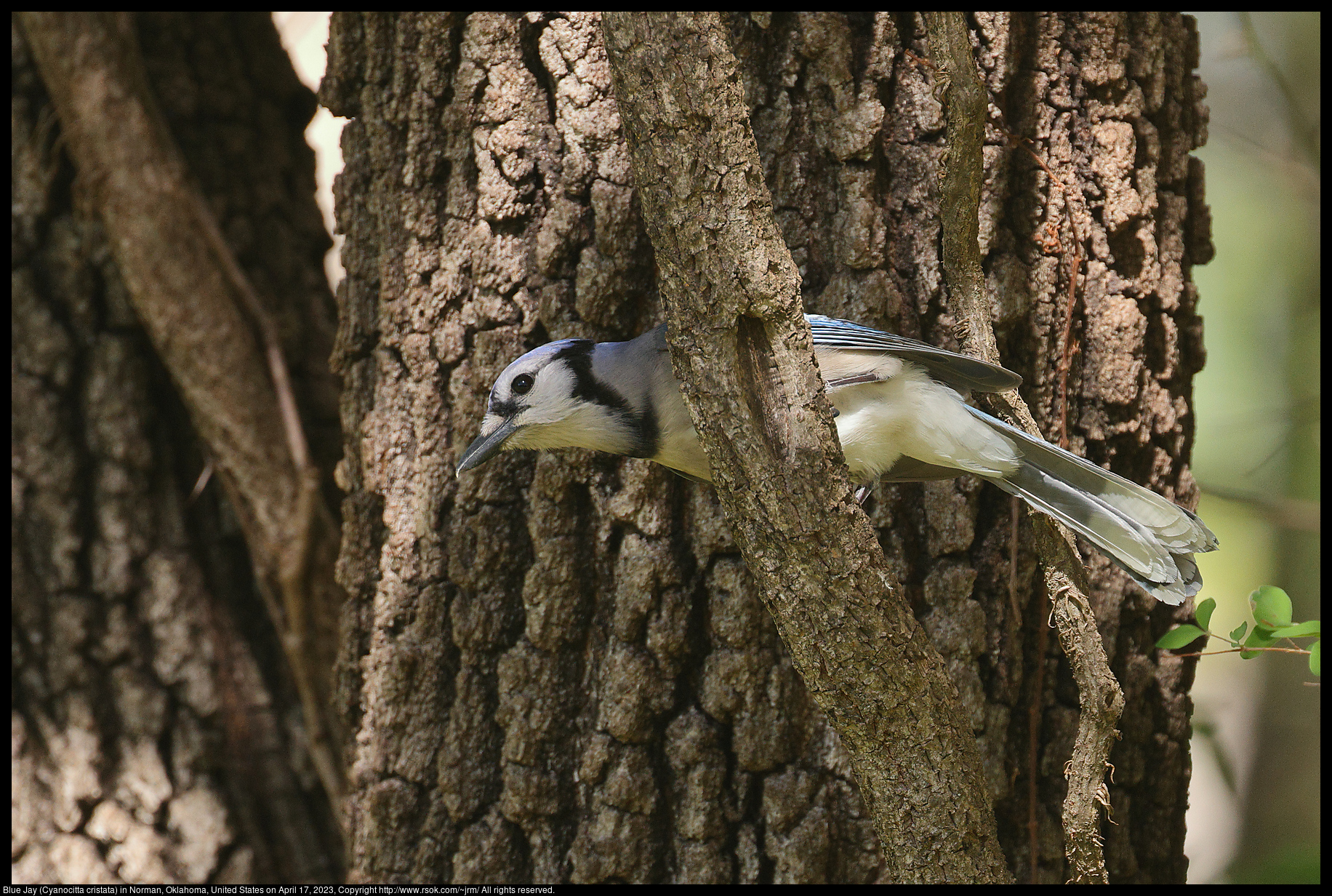 Blue Jay (Cyanocitta cristata) in Norman, Oklahoma, United States on April 17, 2023