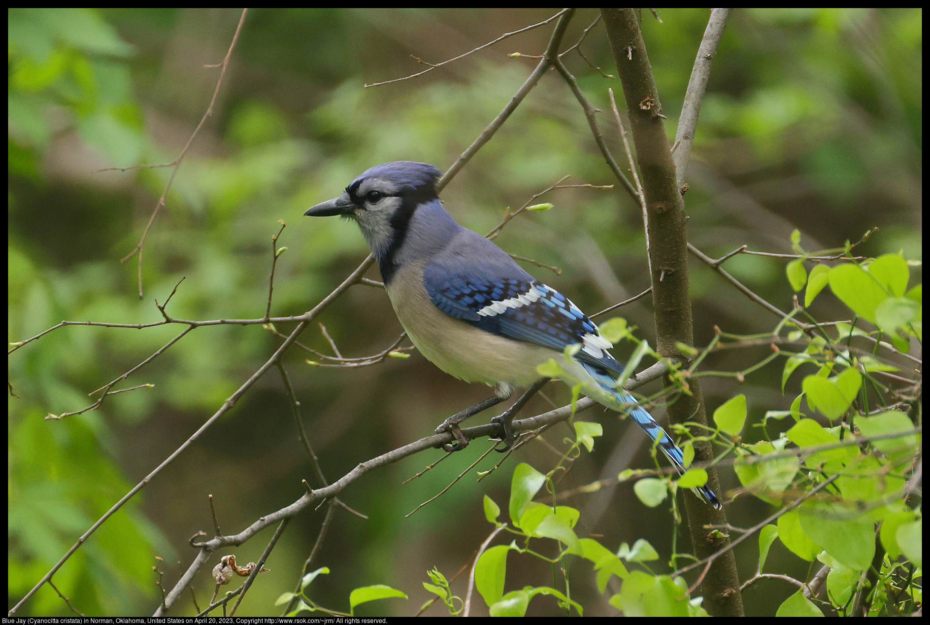 Blue Jay (Cyanocitta cristata) in Norman, Oklahoma, United States on April 20, 2023