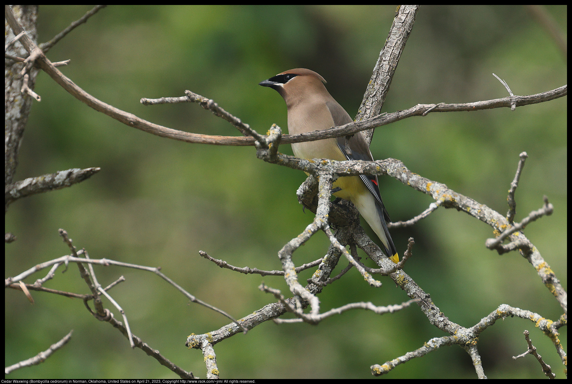 Cedar Waxwing (Bombycilla cedrorum) in Norman, Oklahoma, United States on April 21, 2023