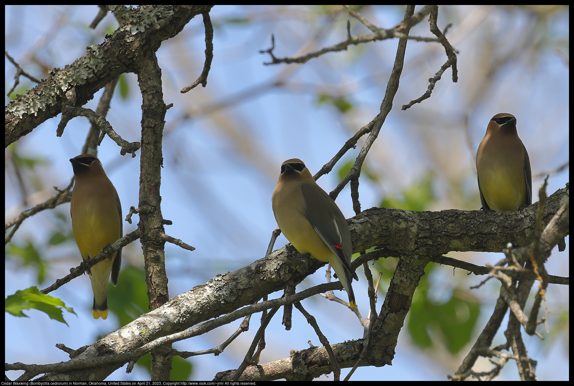 Cedar Waxwing (Bombycilla cedrorum) in Norman, Oklahoma, United States on April 21, 2023