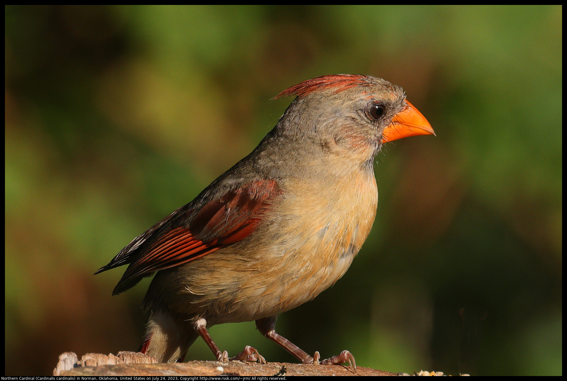 Northern Cardinal (Cardinalis cardinalis) in Norman, Oklahoma, United States on July 24, 2023